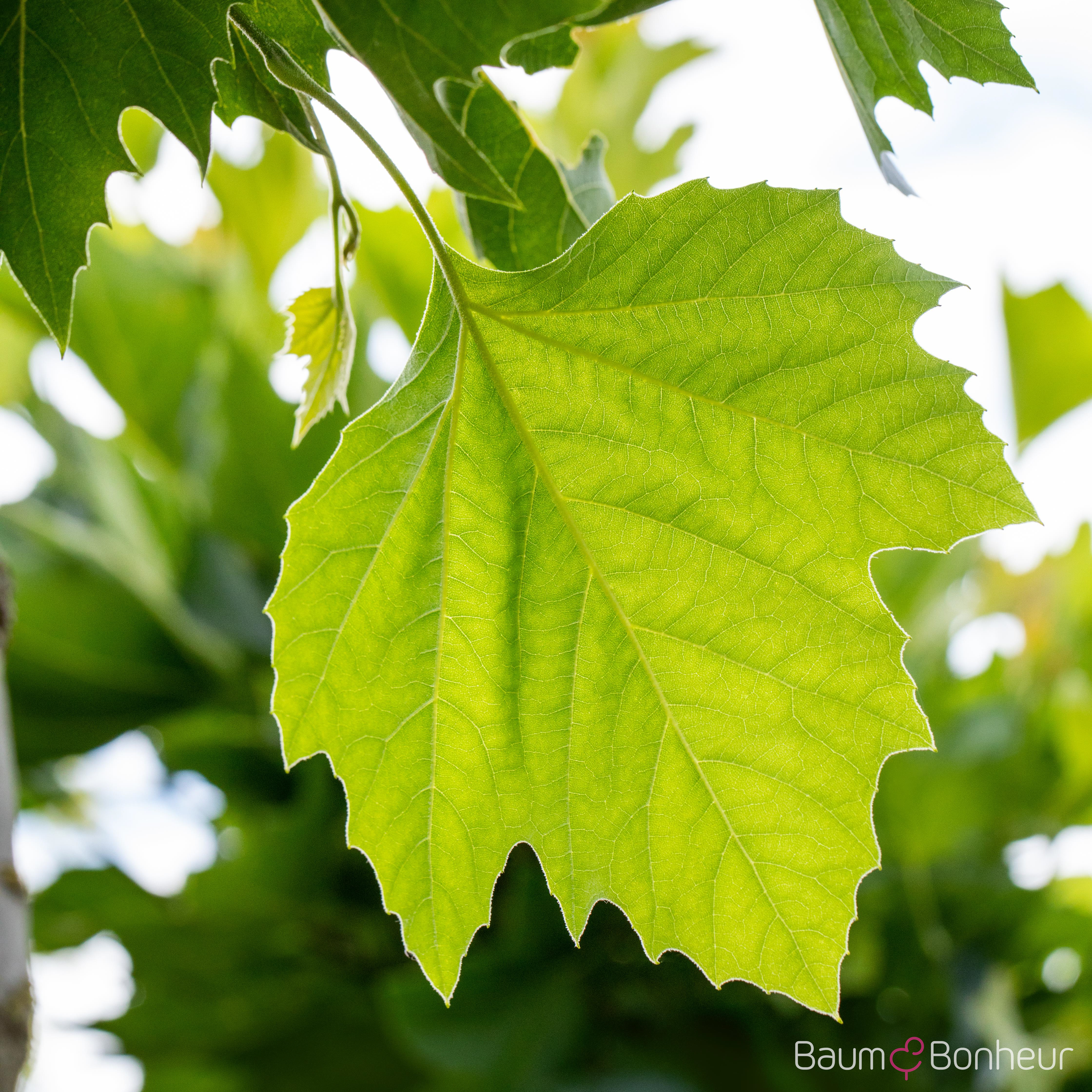 Platanus hispanica 'Alphen's Globe'