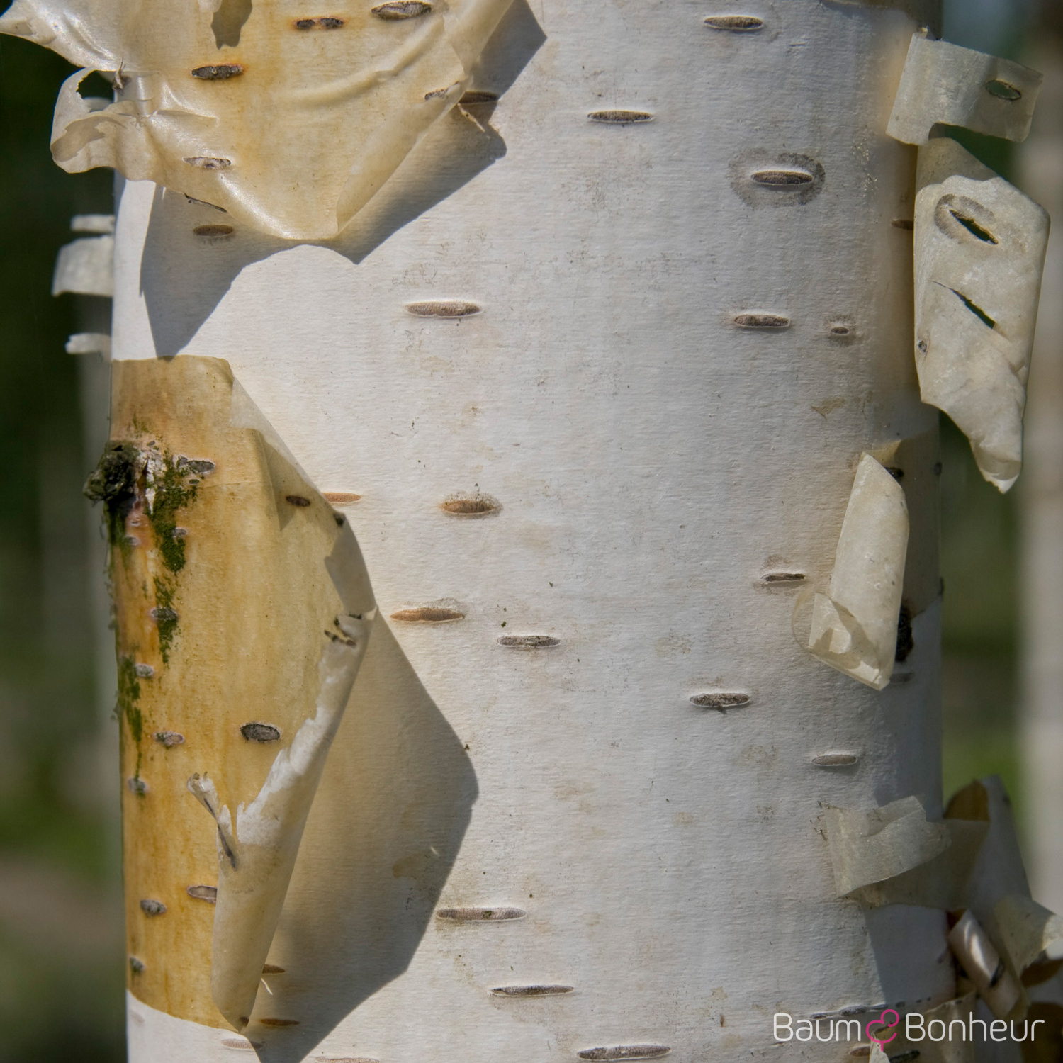 Betula albosinensis 'Fascination'