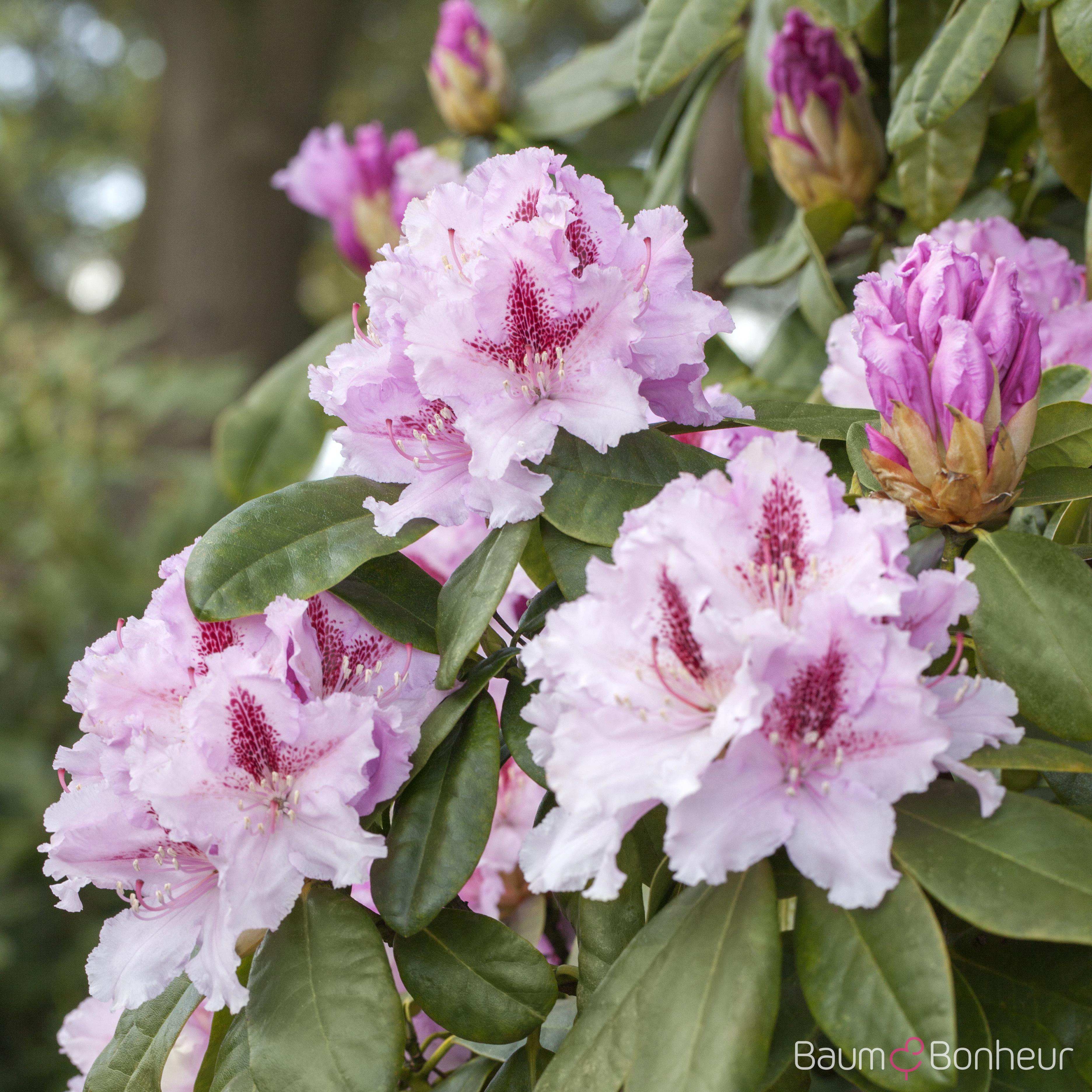 Rhododendron 'Le Progrès'