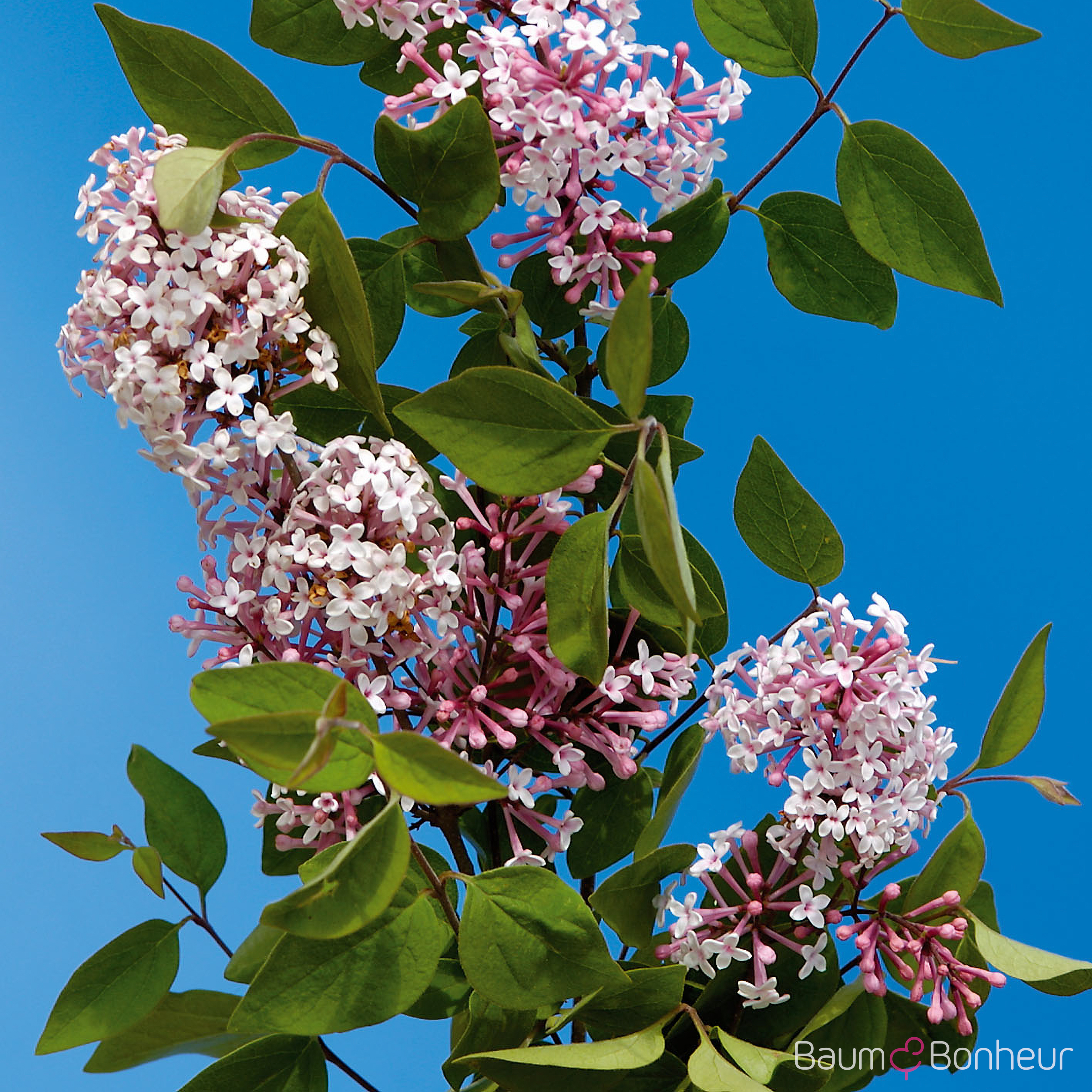 Syringa microphylla 'Superba'
