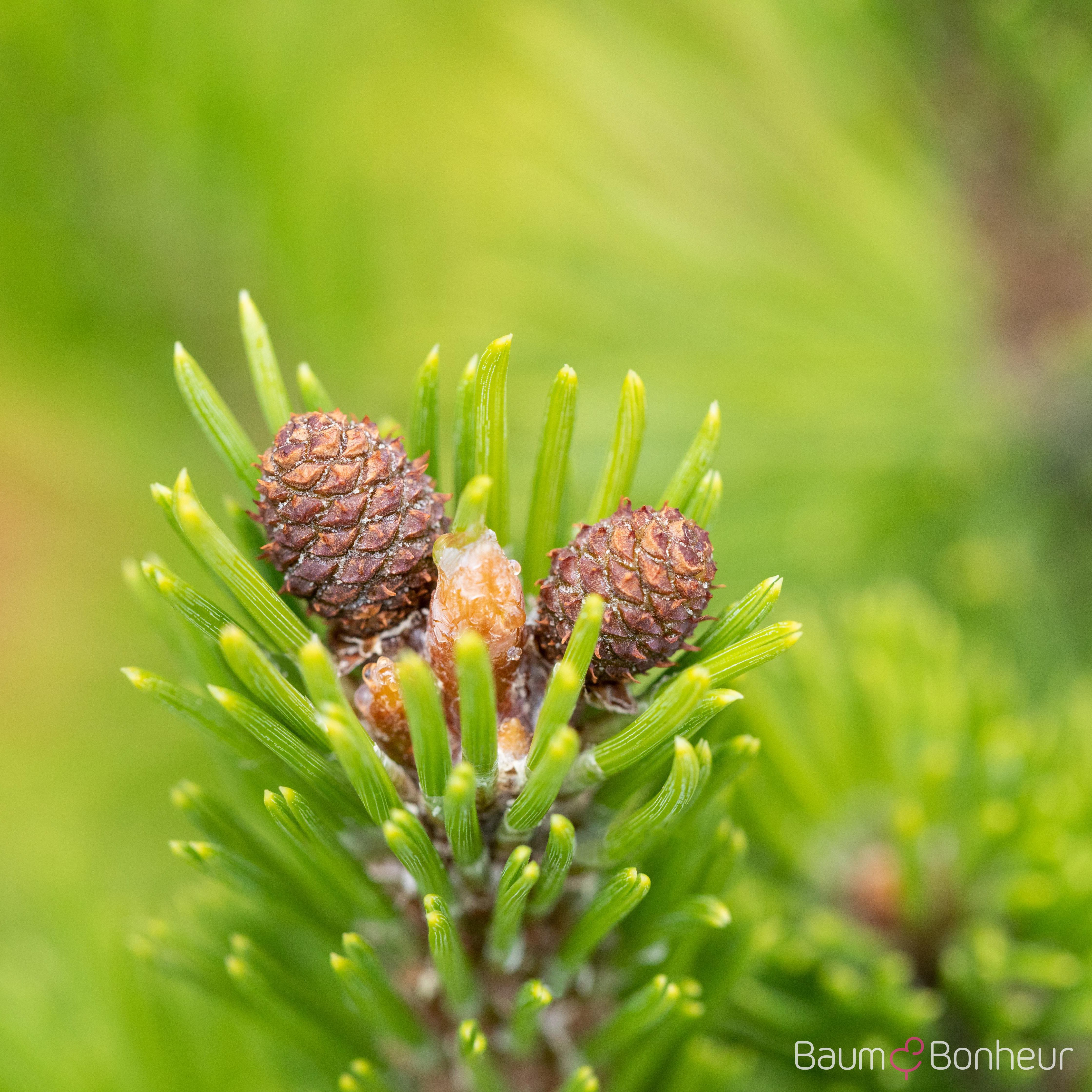 Pinus mugo 'Mops'