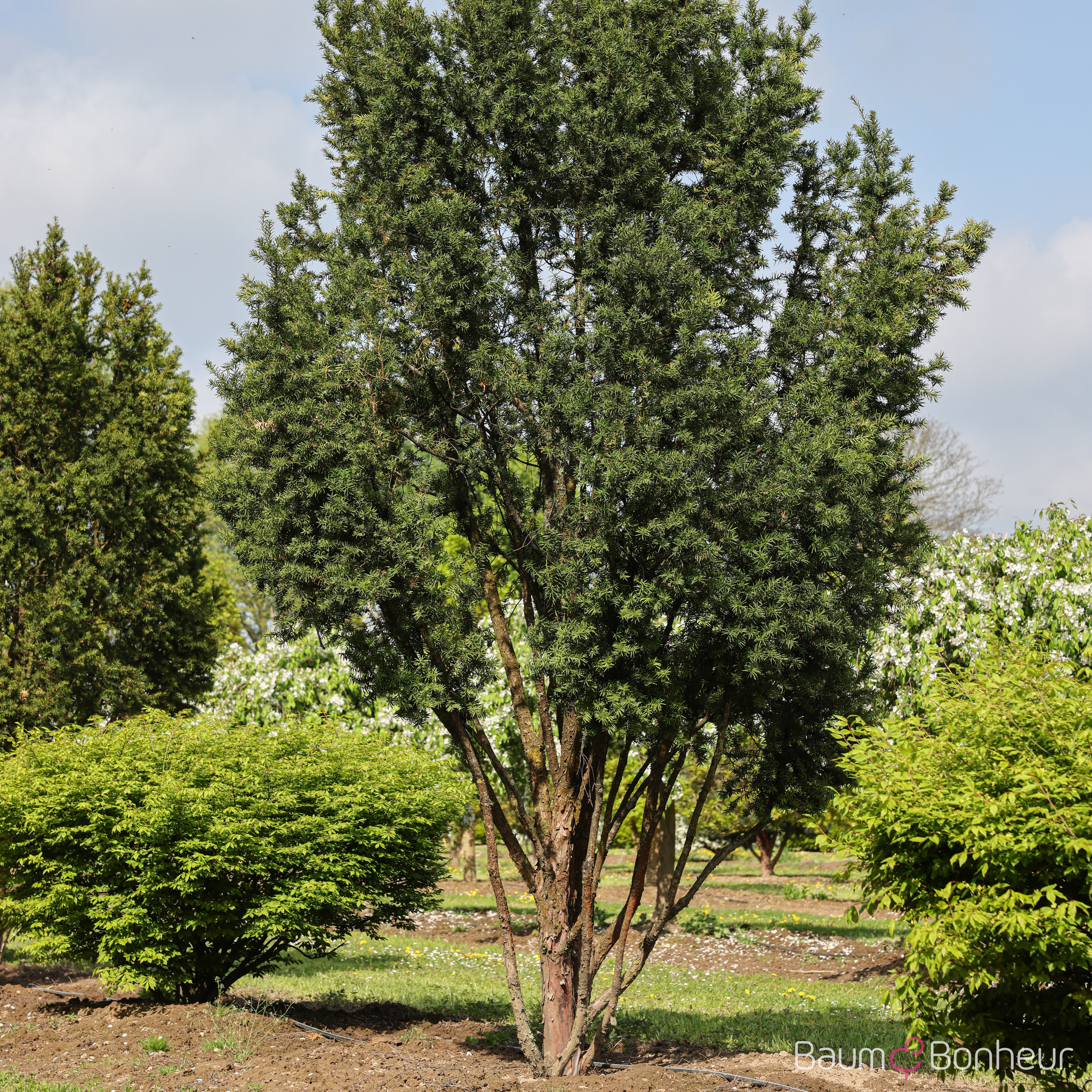 Taxus media 'Hicksii'