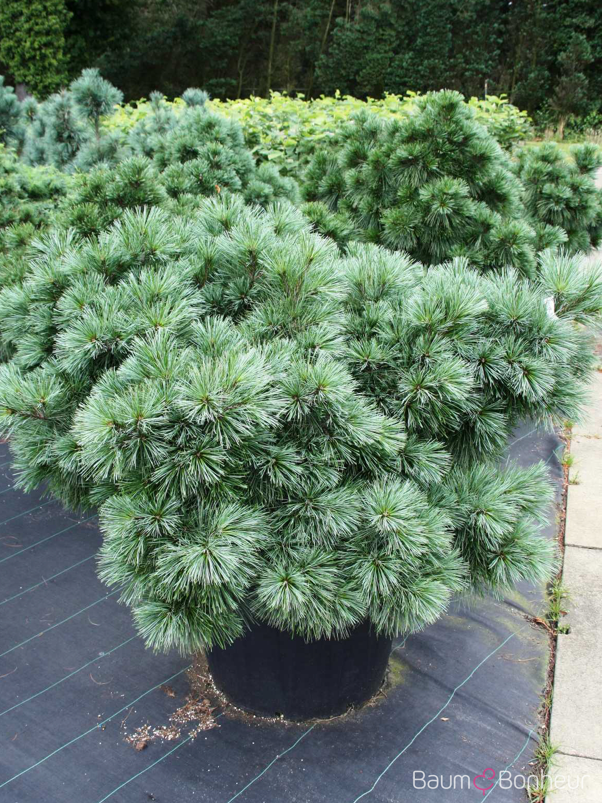 Pinus strobus 'Radiata'