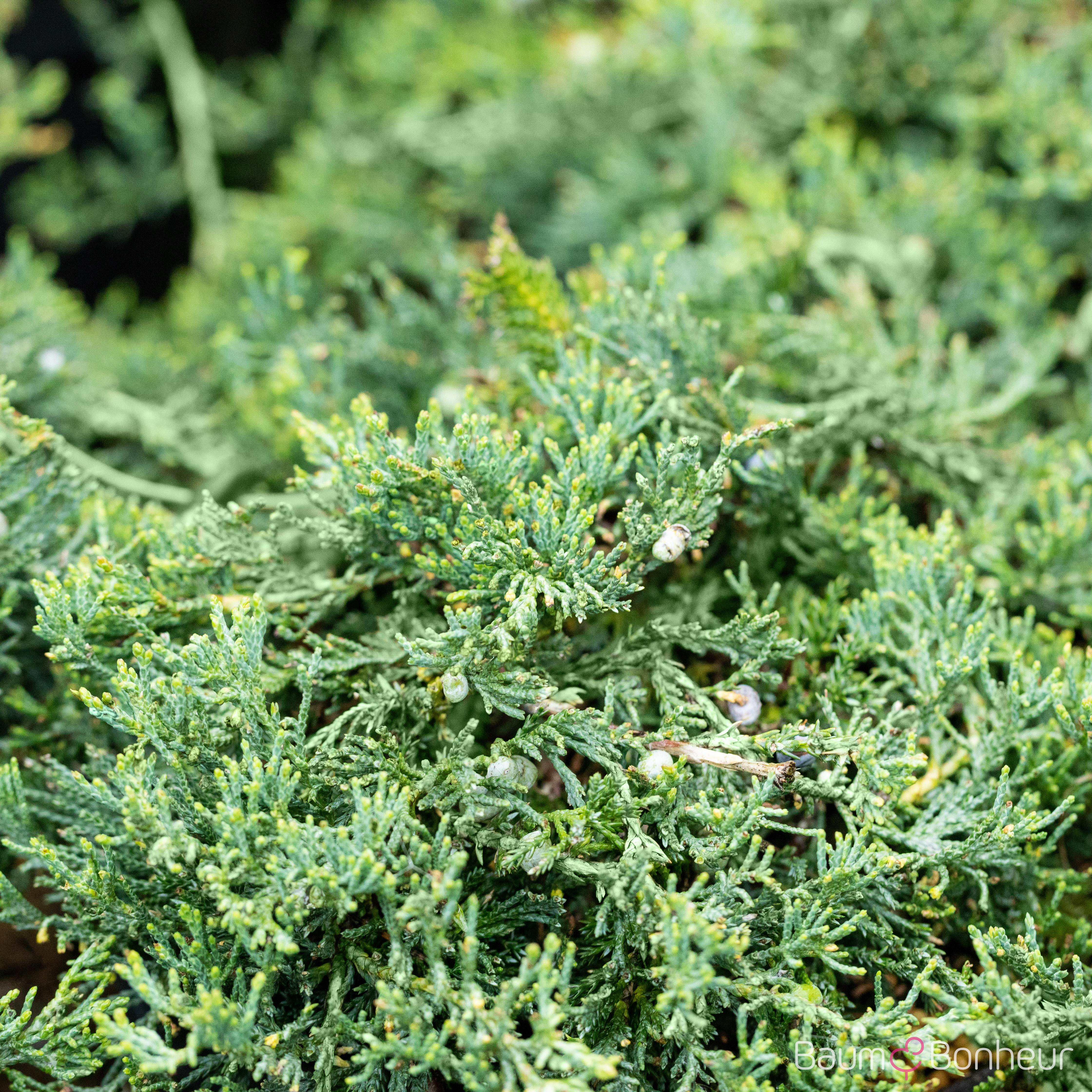 Juniperus horizontalis 'Wiltonii'