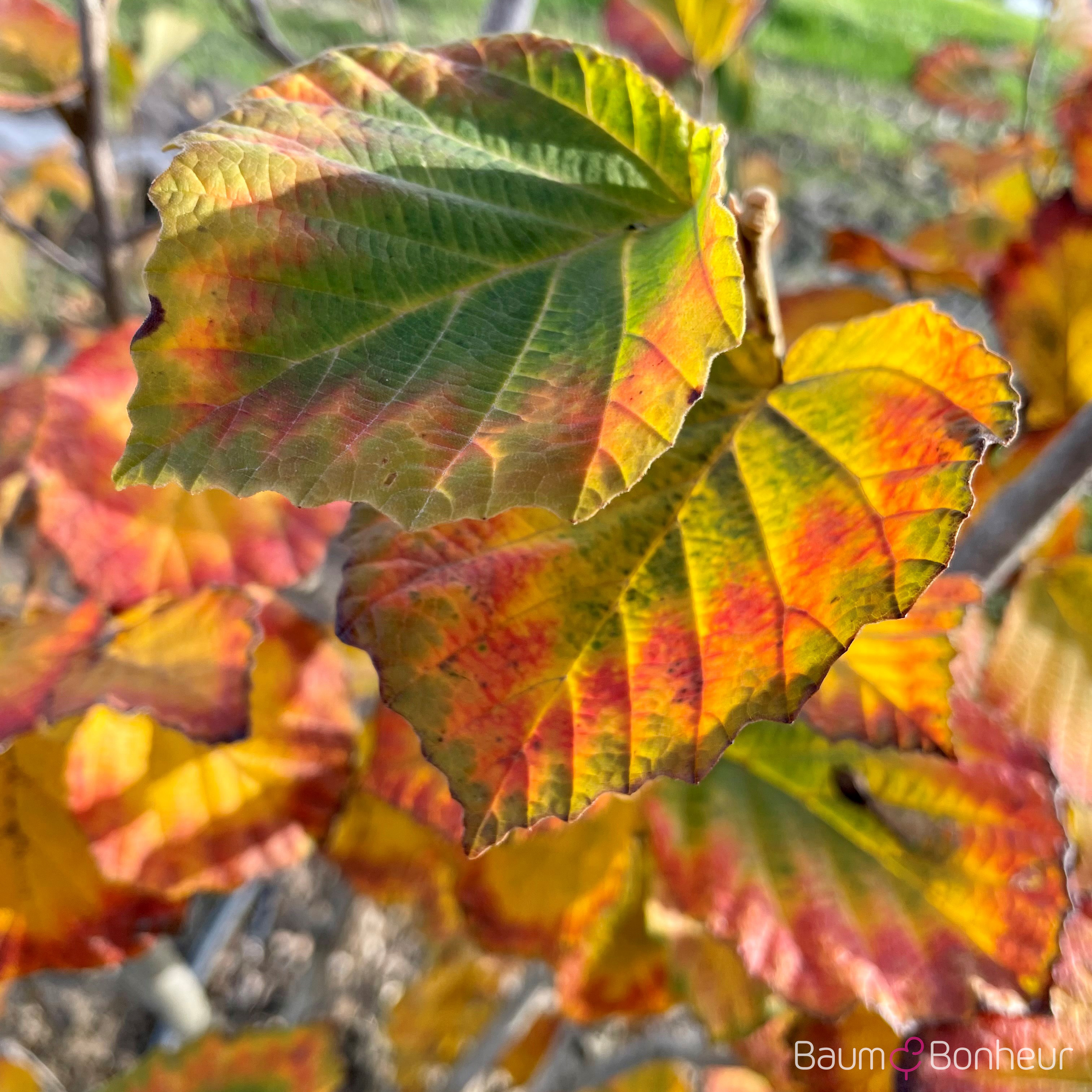 Hamamelis intermedia 'Feuerzauber'