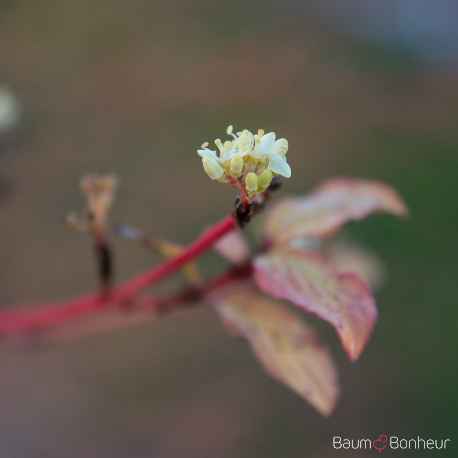 Cornus sanguinea 'Winter Beauty'