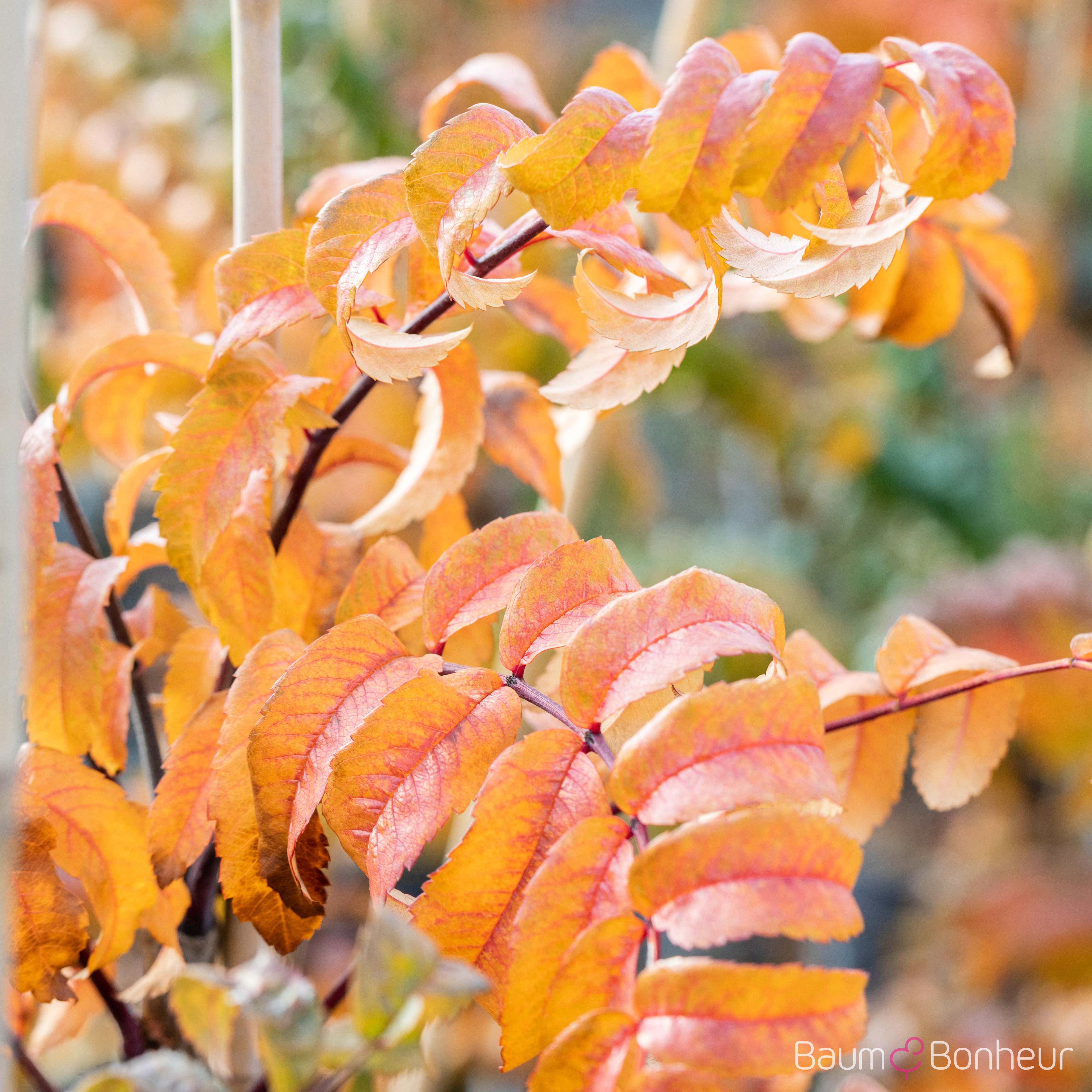 Sorbus aucuparia 'Fastigiata'