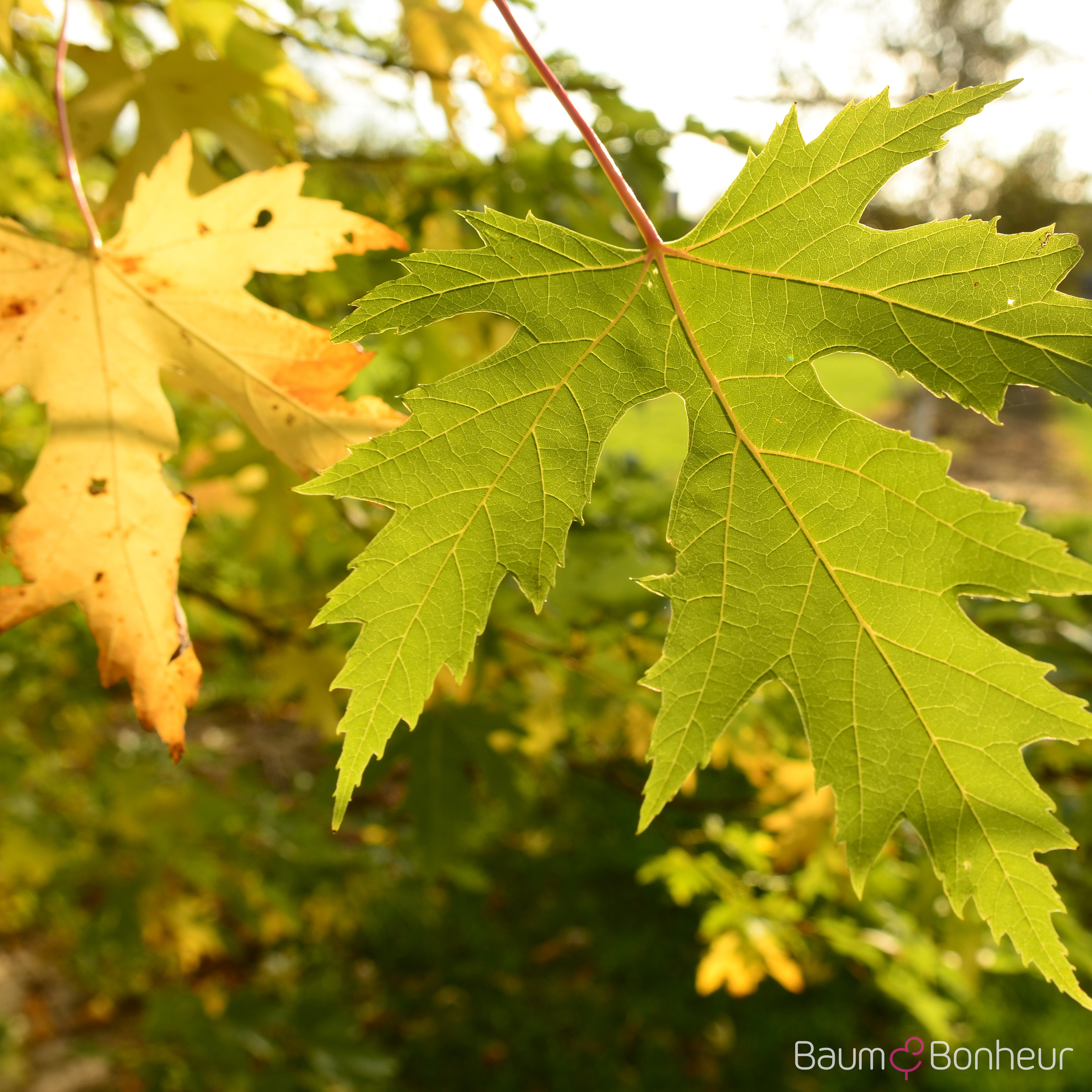 Acer saccharinum