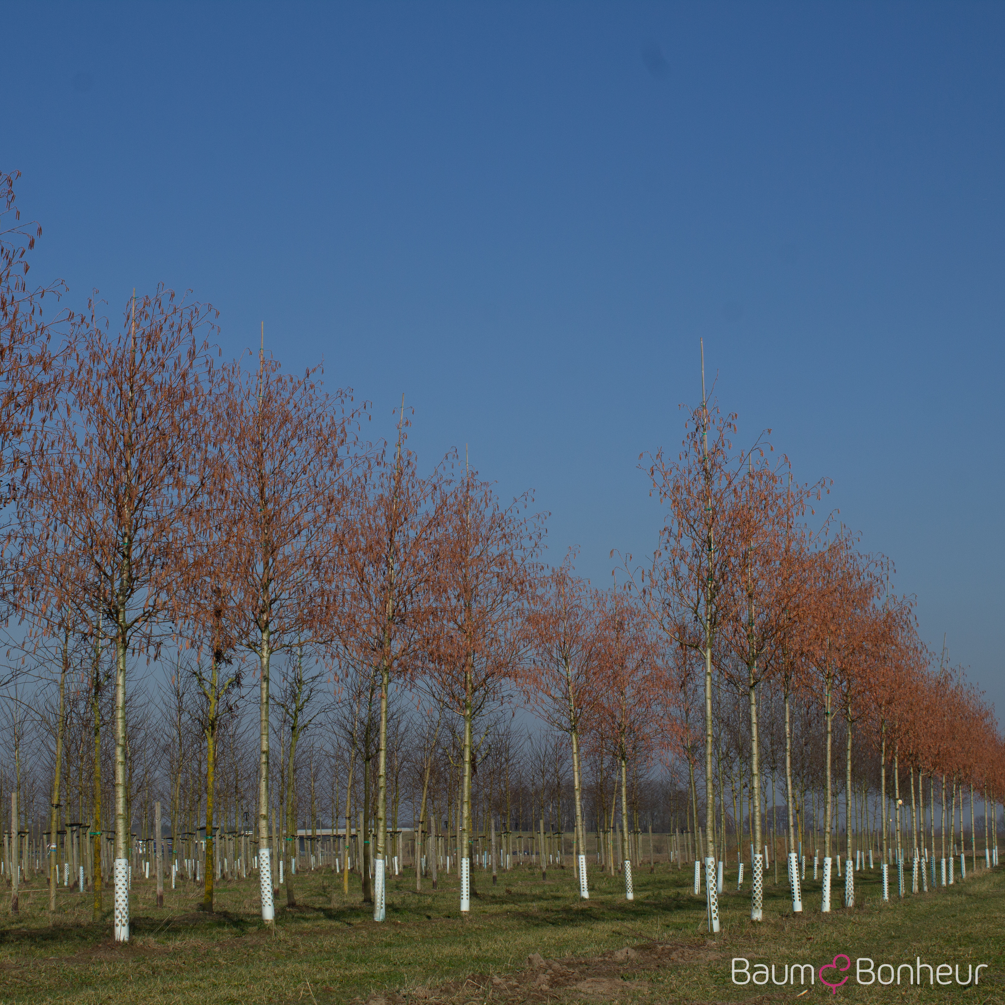 Alnus incana 'Aurea'