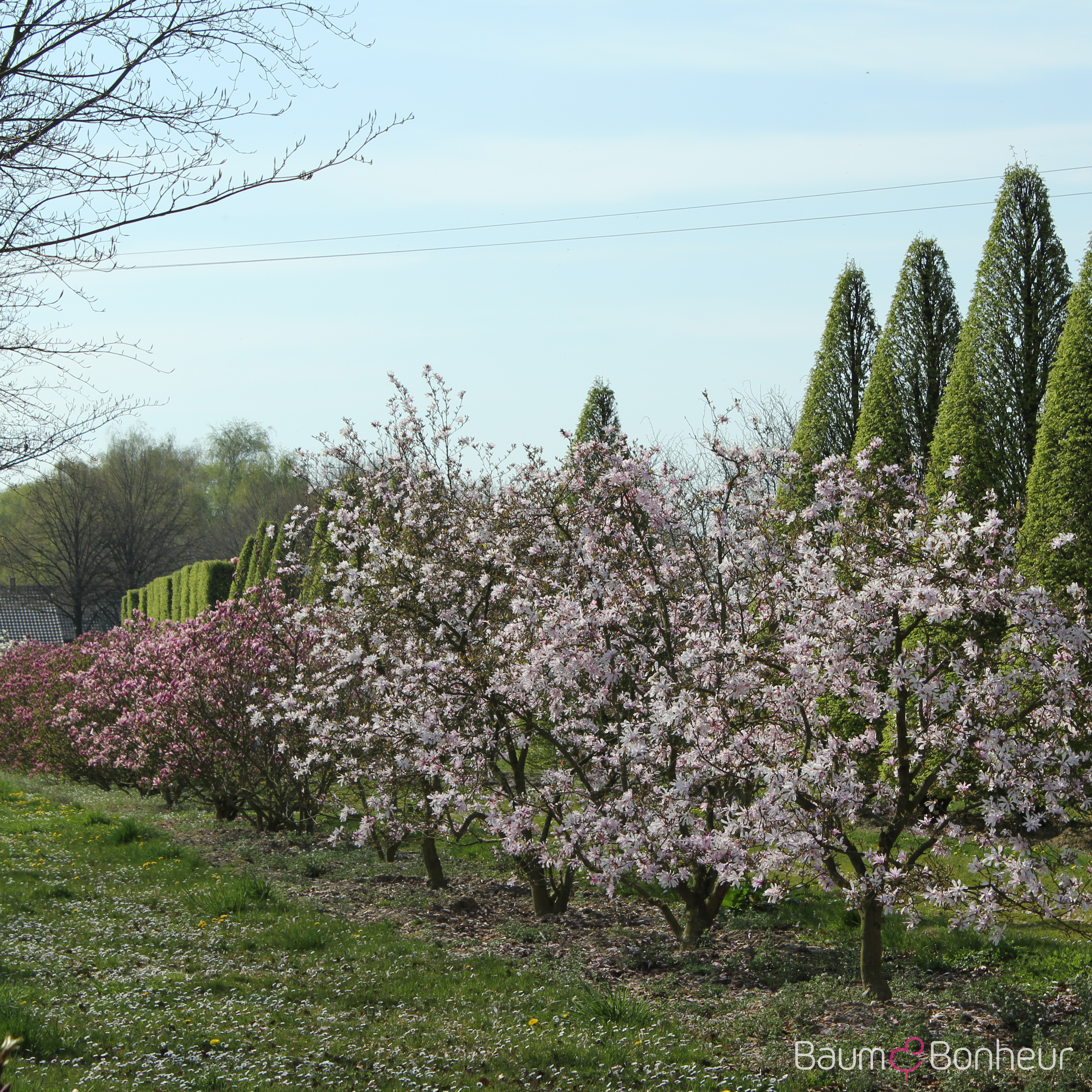 Magnolia loebneri 'Leonard Messel'