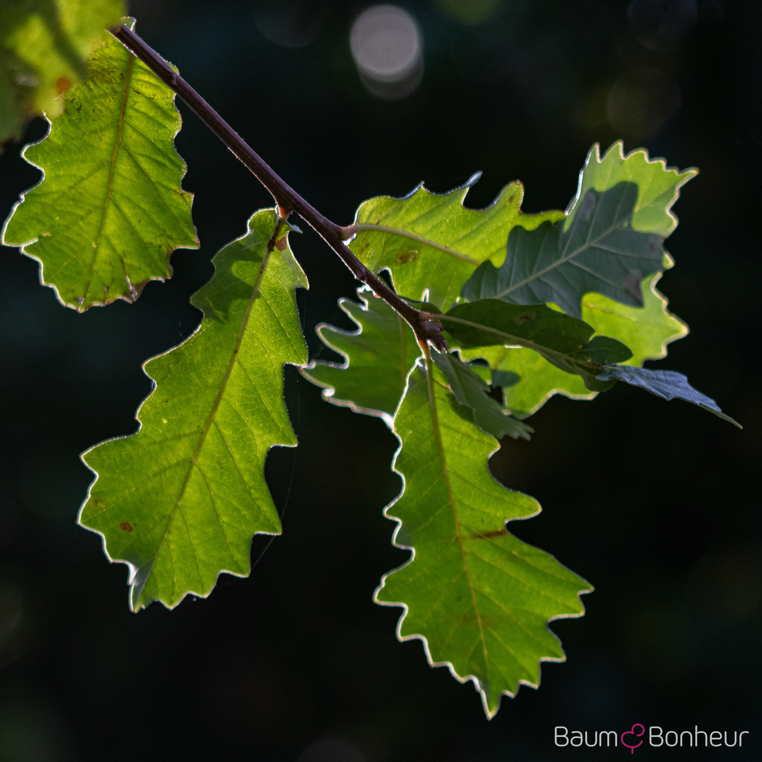 Quercus macrocarpa