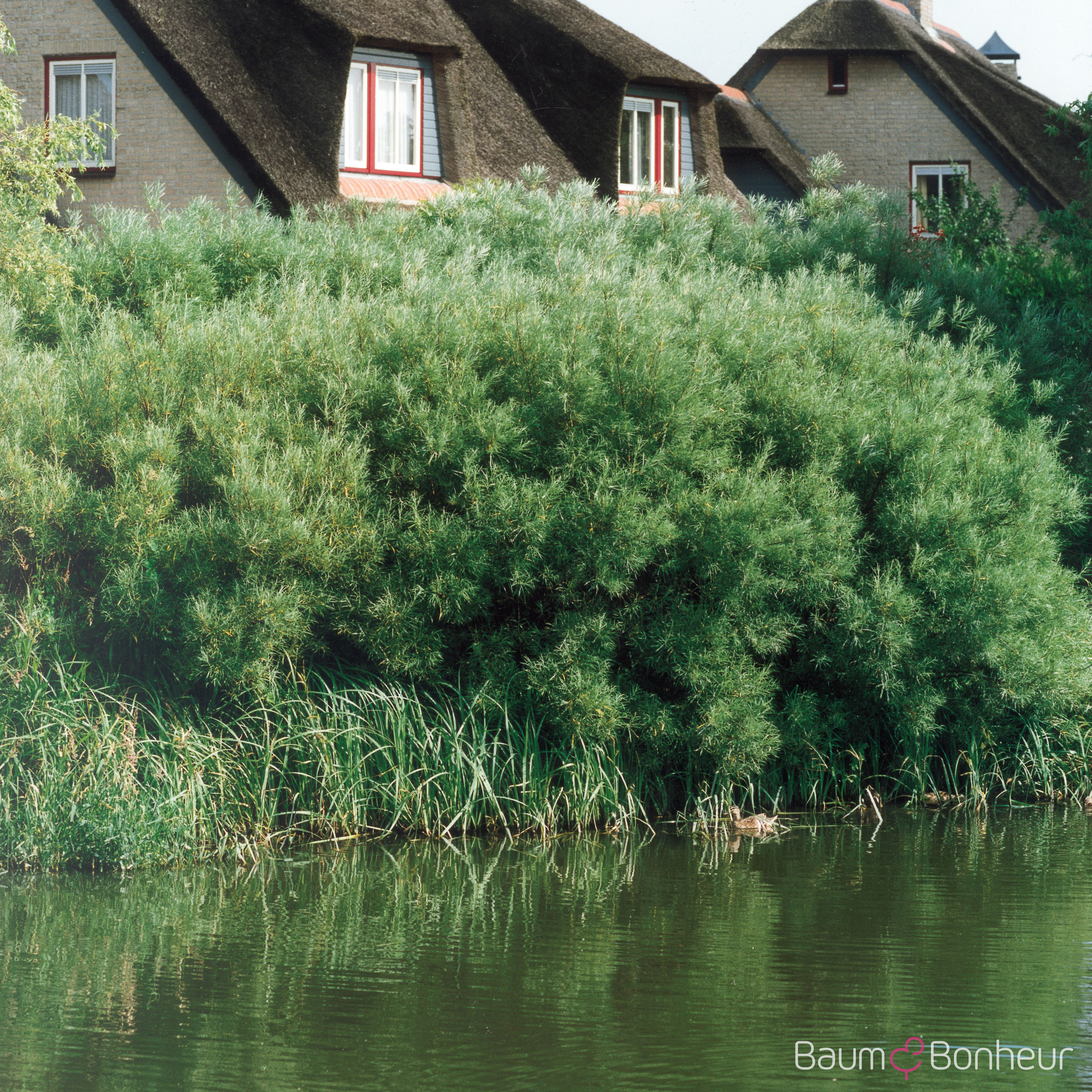 Salix cinerea
