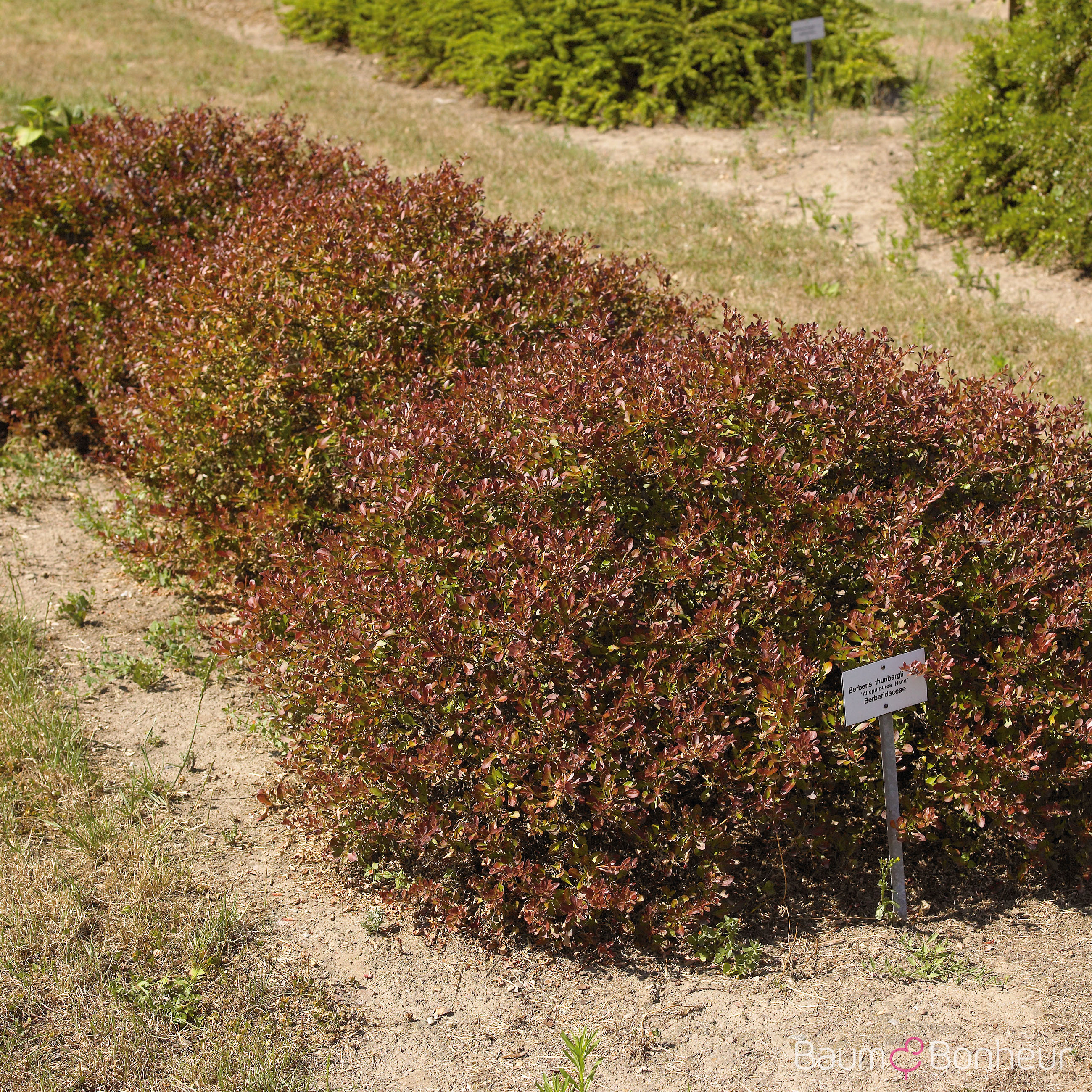 Berberis thunbergii 'Atropurpurea Nana'