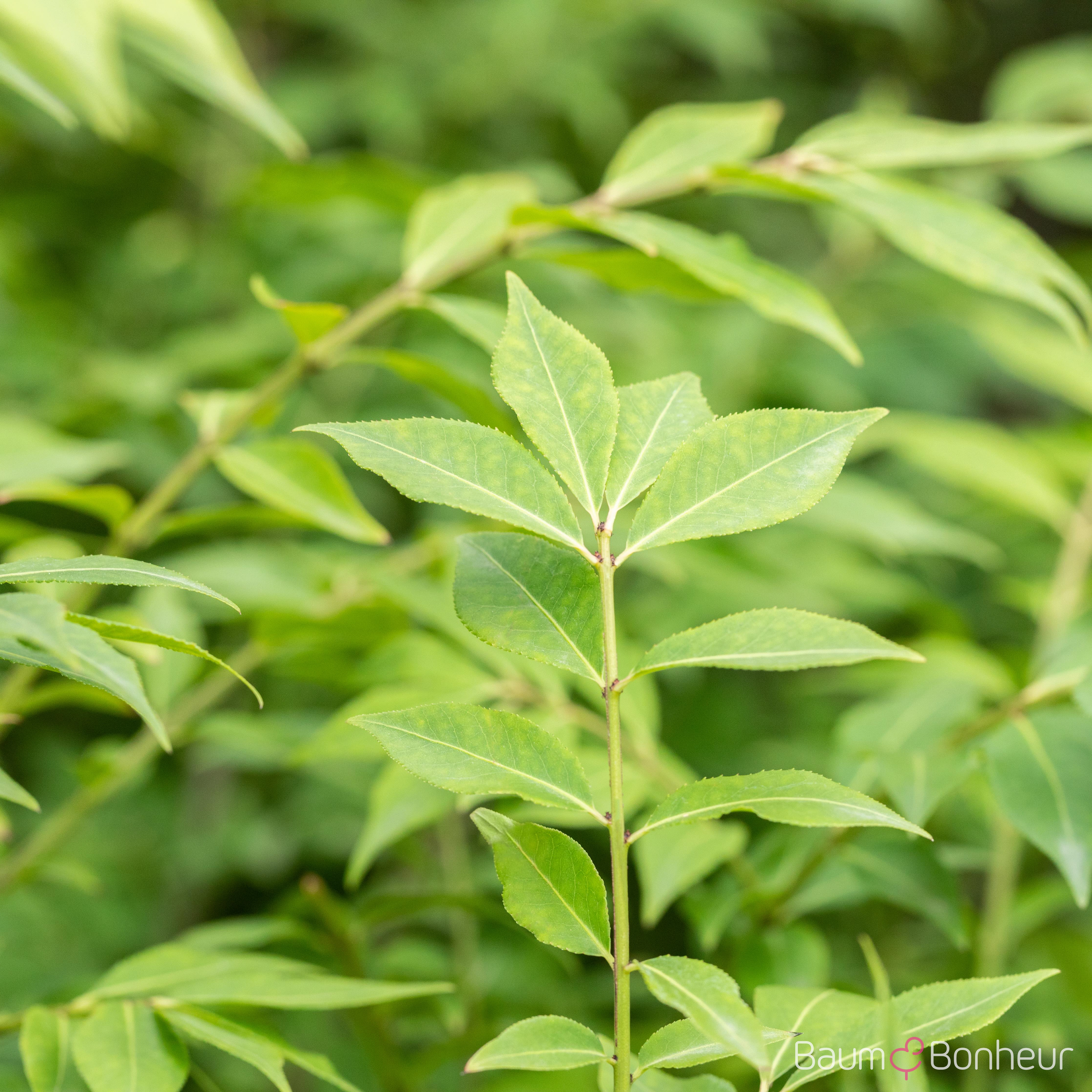 Euonymus alatus 'Compactus'