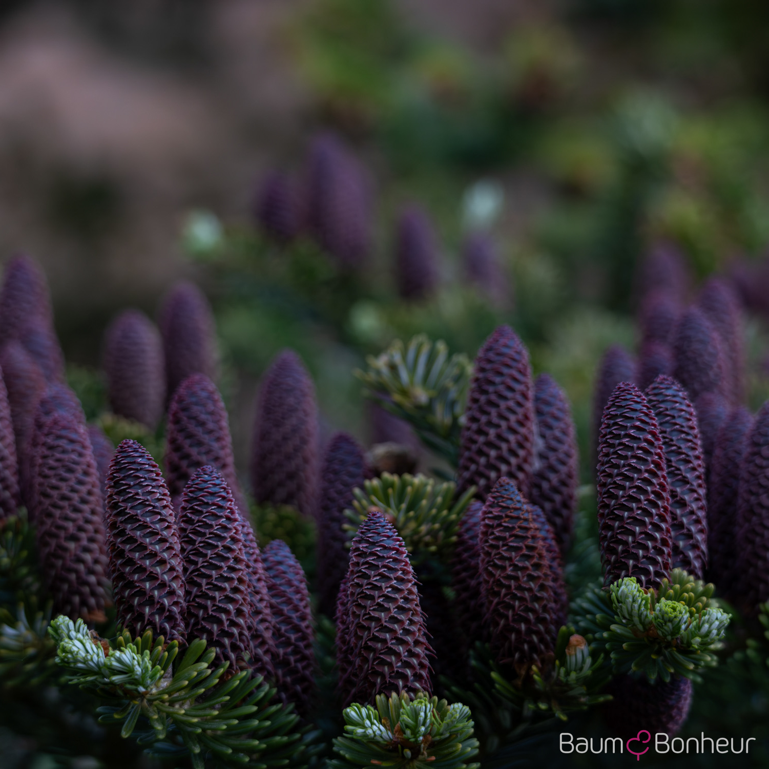 Abies koreana