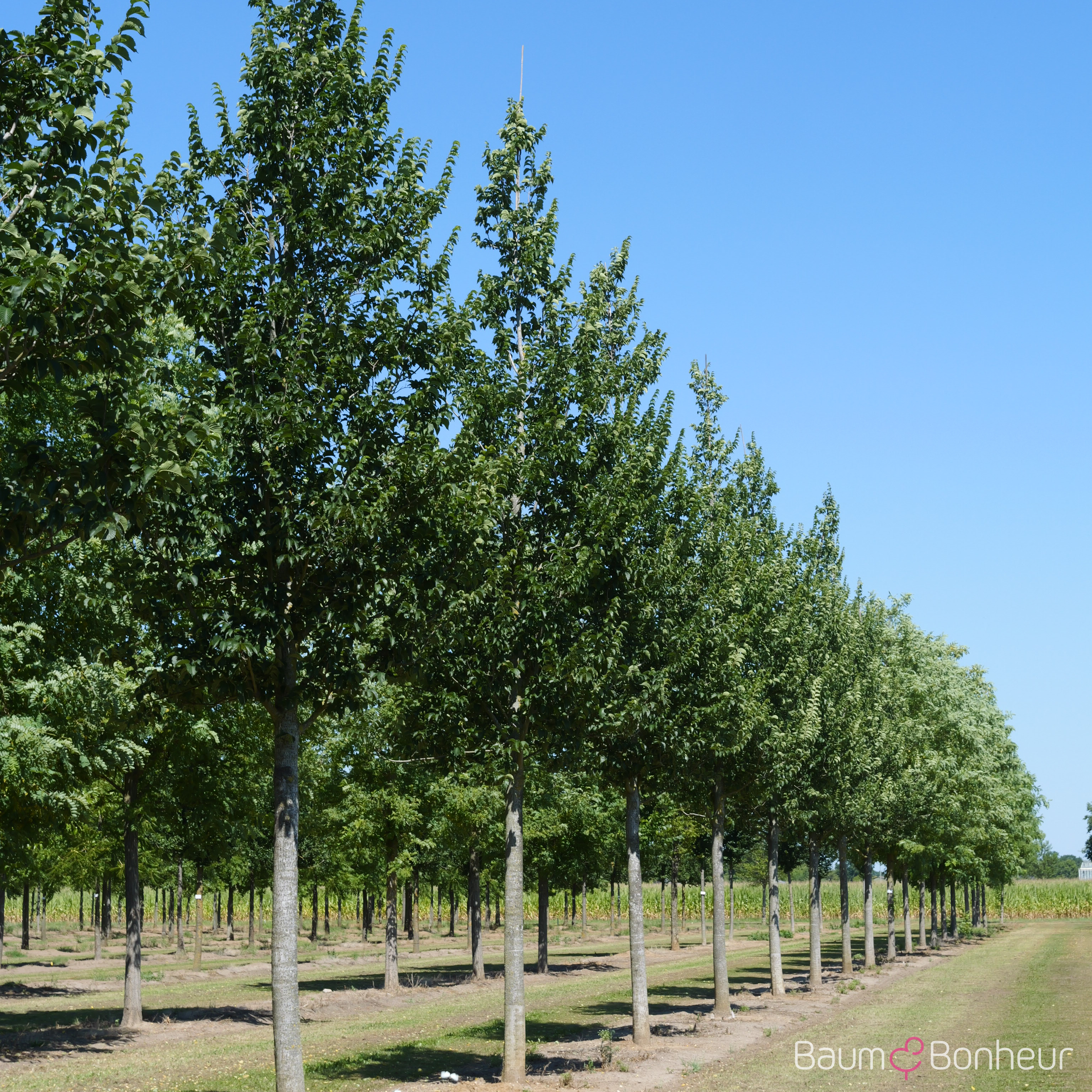 Ulmus 'Wanoux' -S-