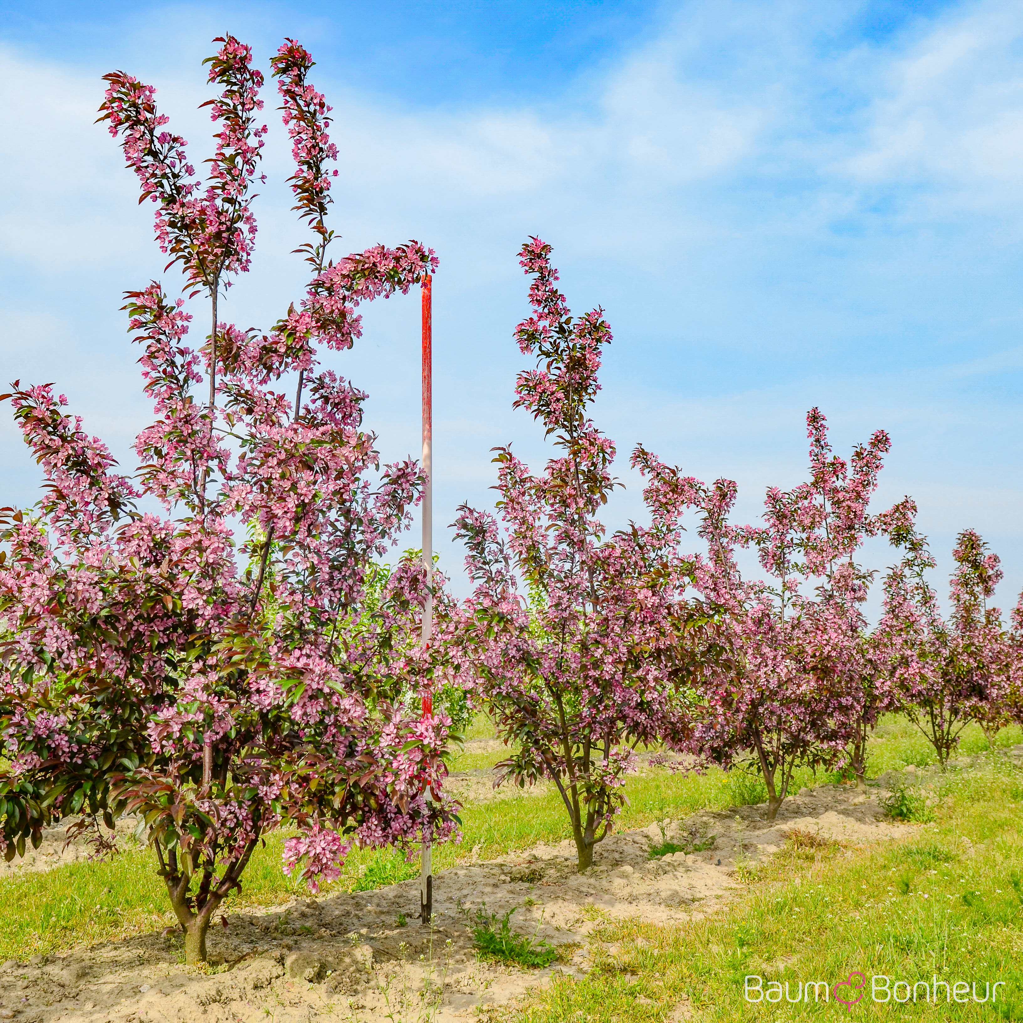 Malus 'Freija' -R-