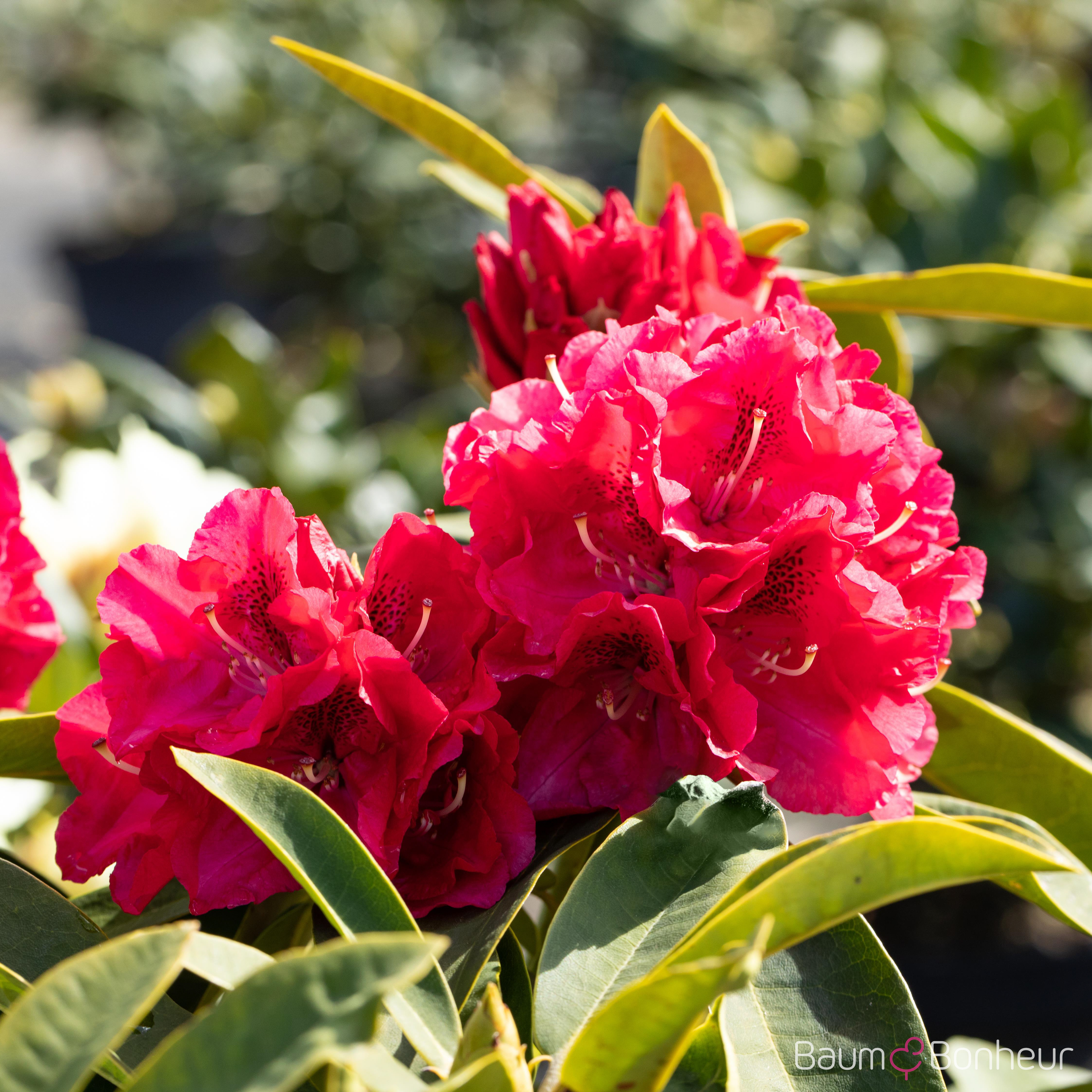Rhododendron 'Wilgen‘s Ruby'