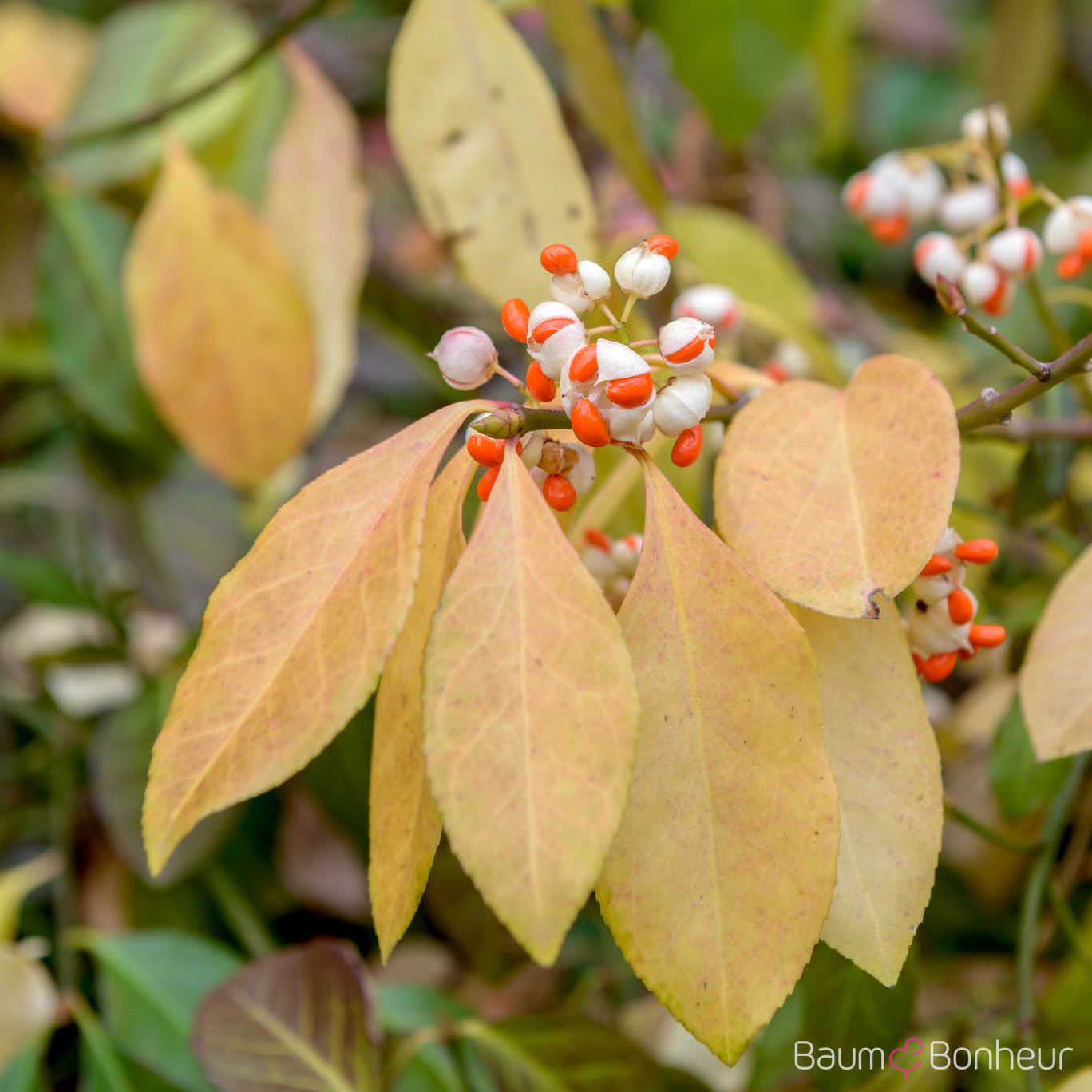 Euonymus fortunei 'Vegetus'