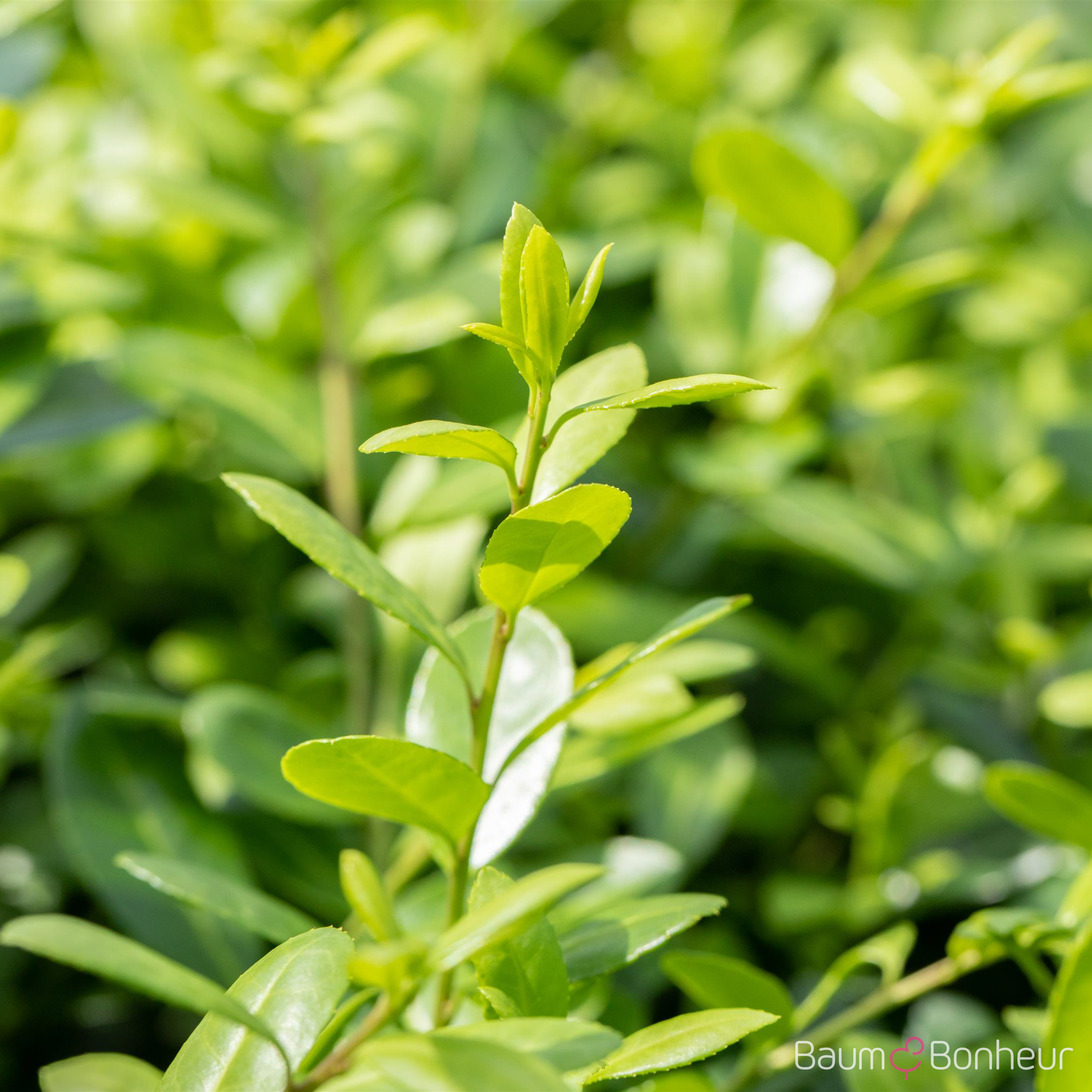 Ilex crenata 'Hetzii'