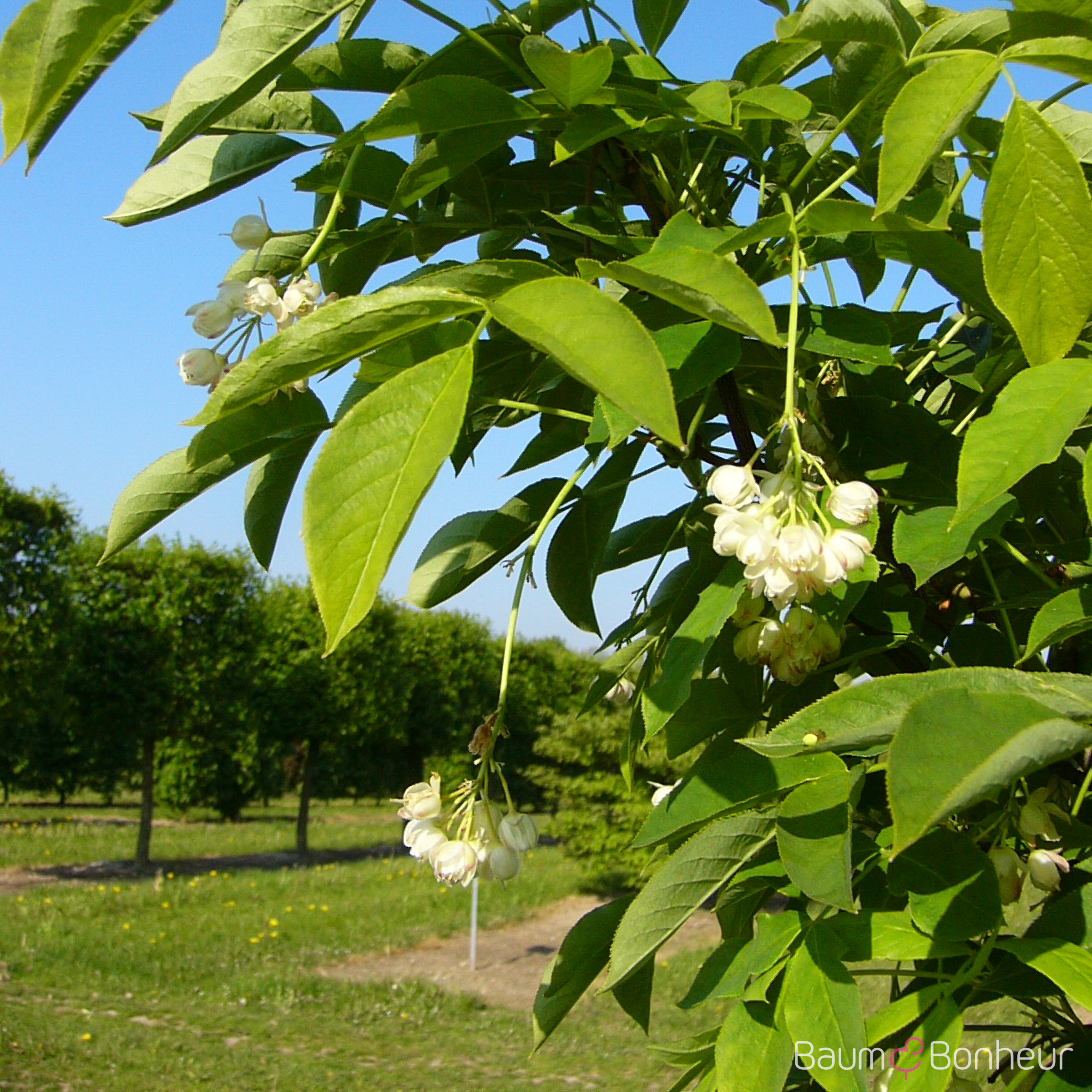 Staphylea colchica
