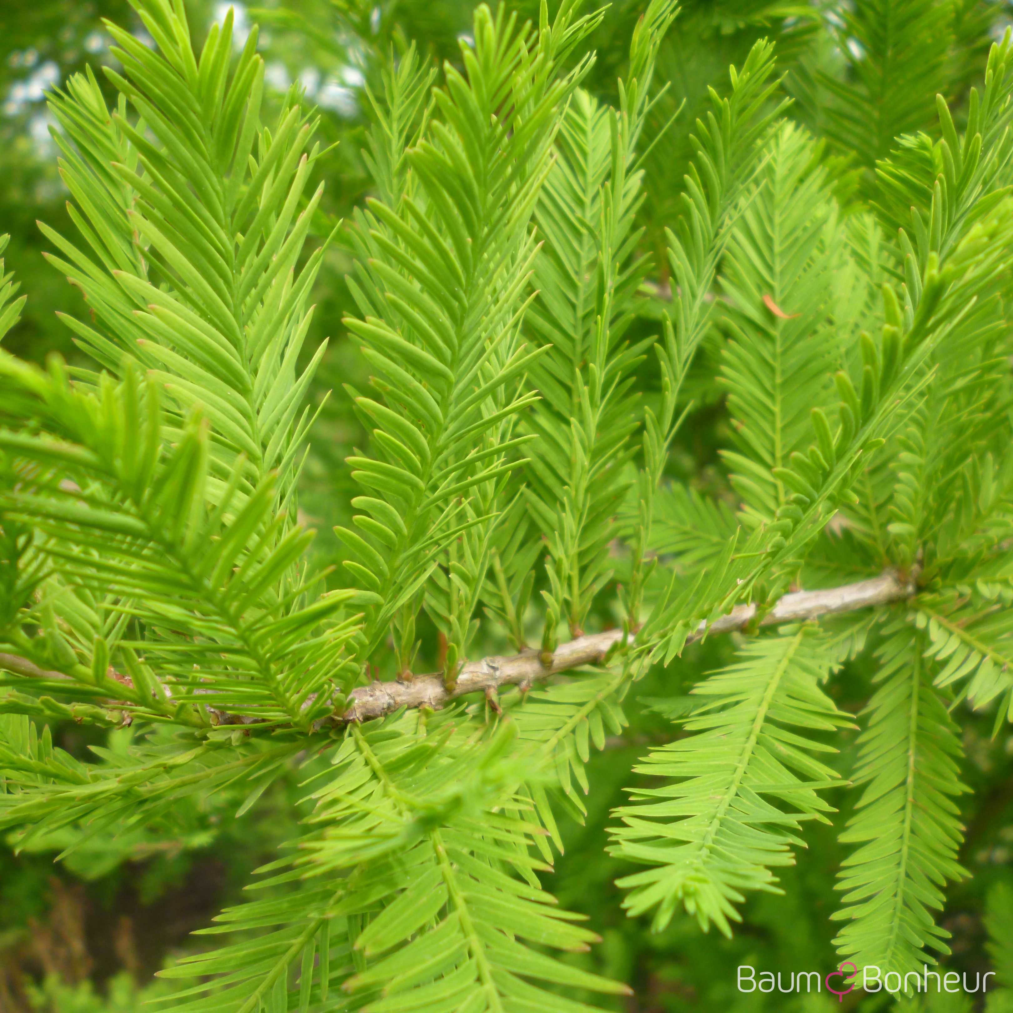 Taxodium distichum