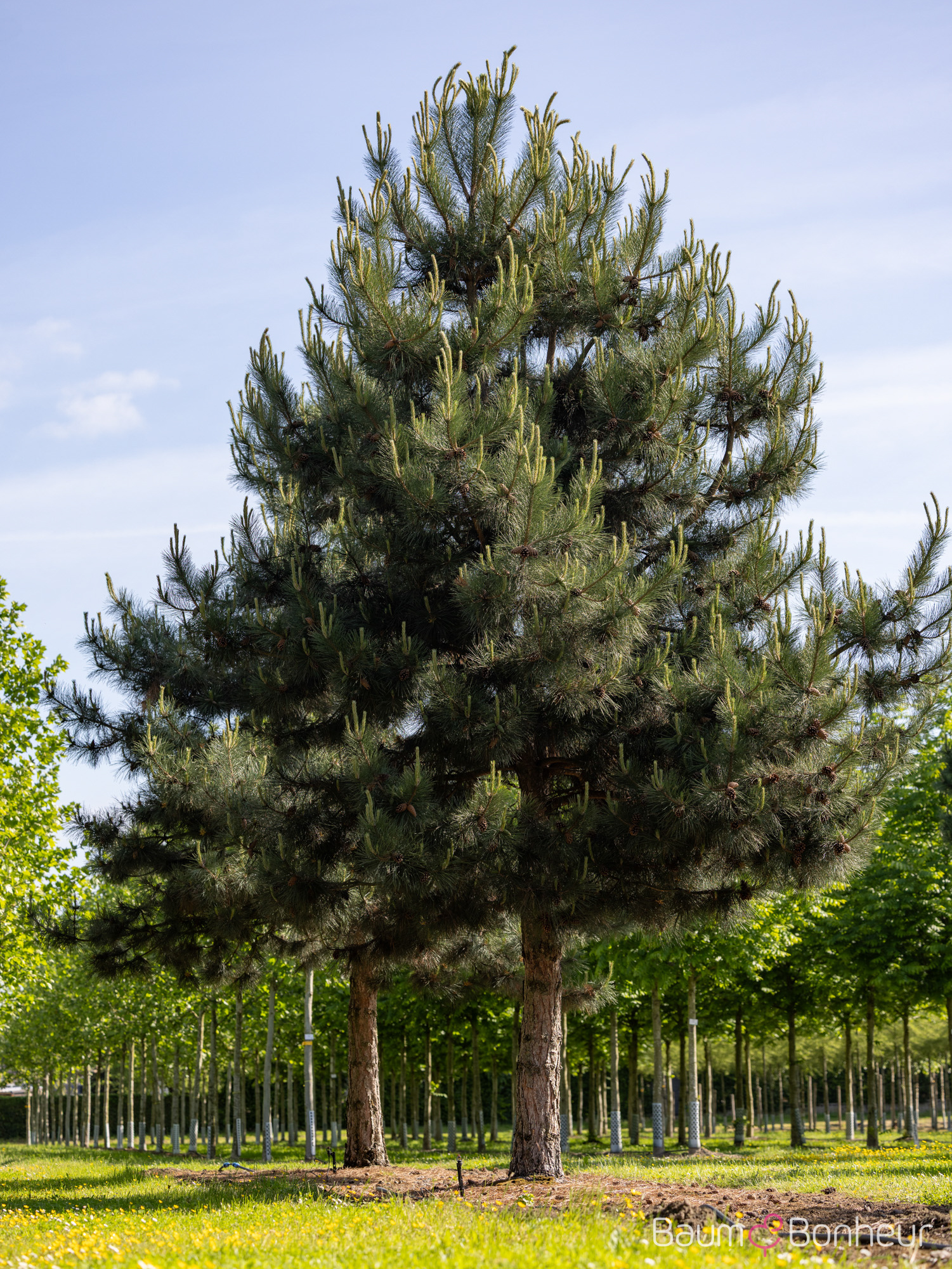 Pinus nigra laricio