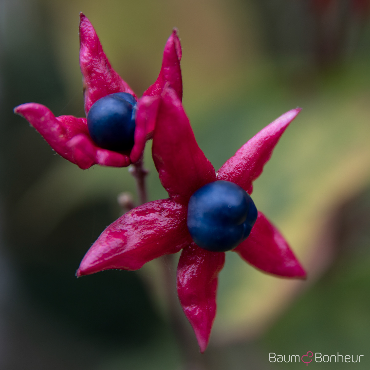 Clerodendrum trichotomum var. fargesii