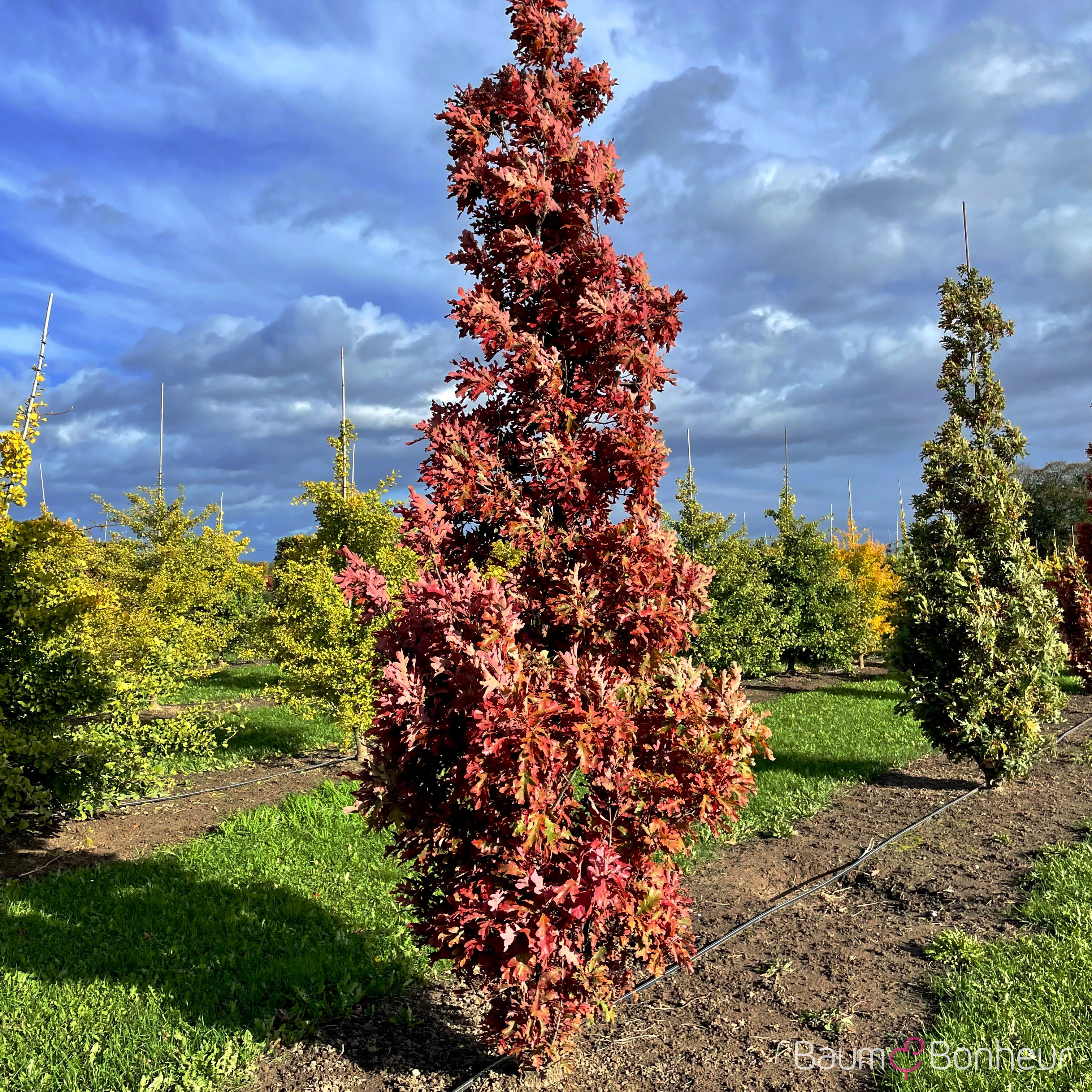 Quercus bicolor 'Crimson Spire'
