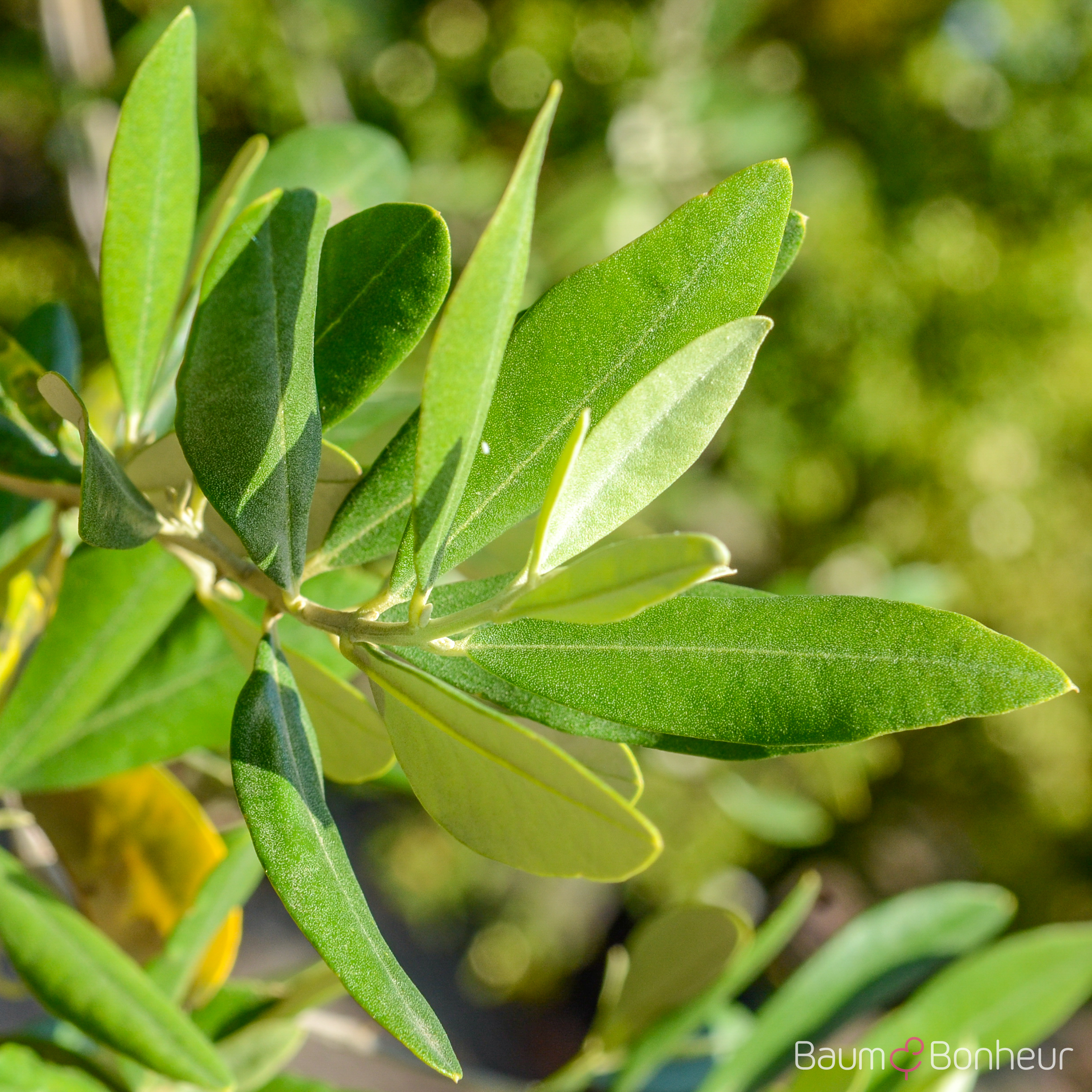 Olea europaea