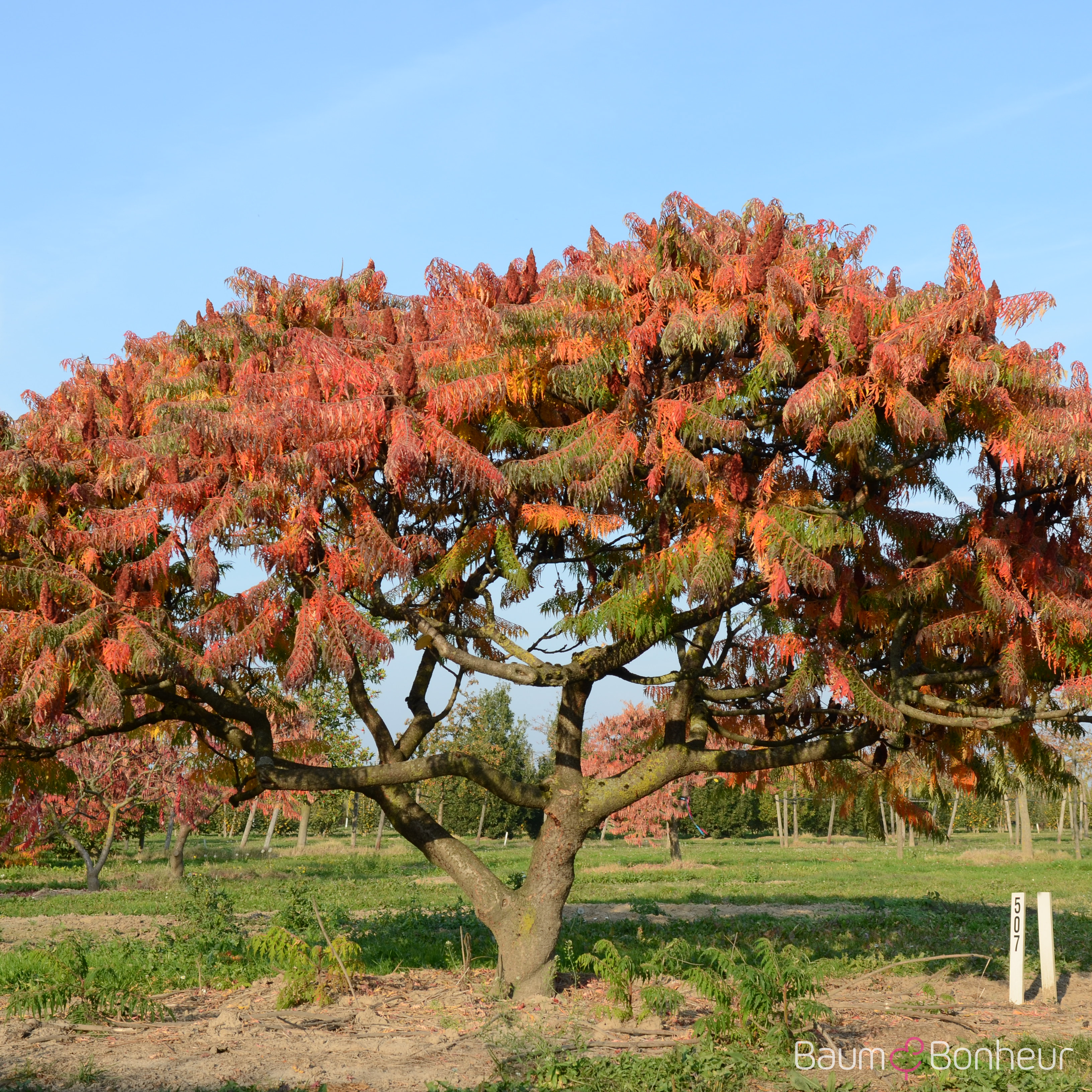 Rhus typhina 'Dissecta'