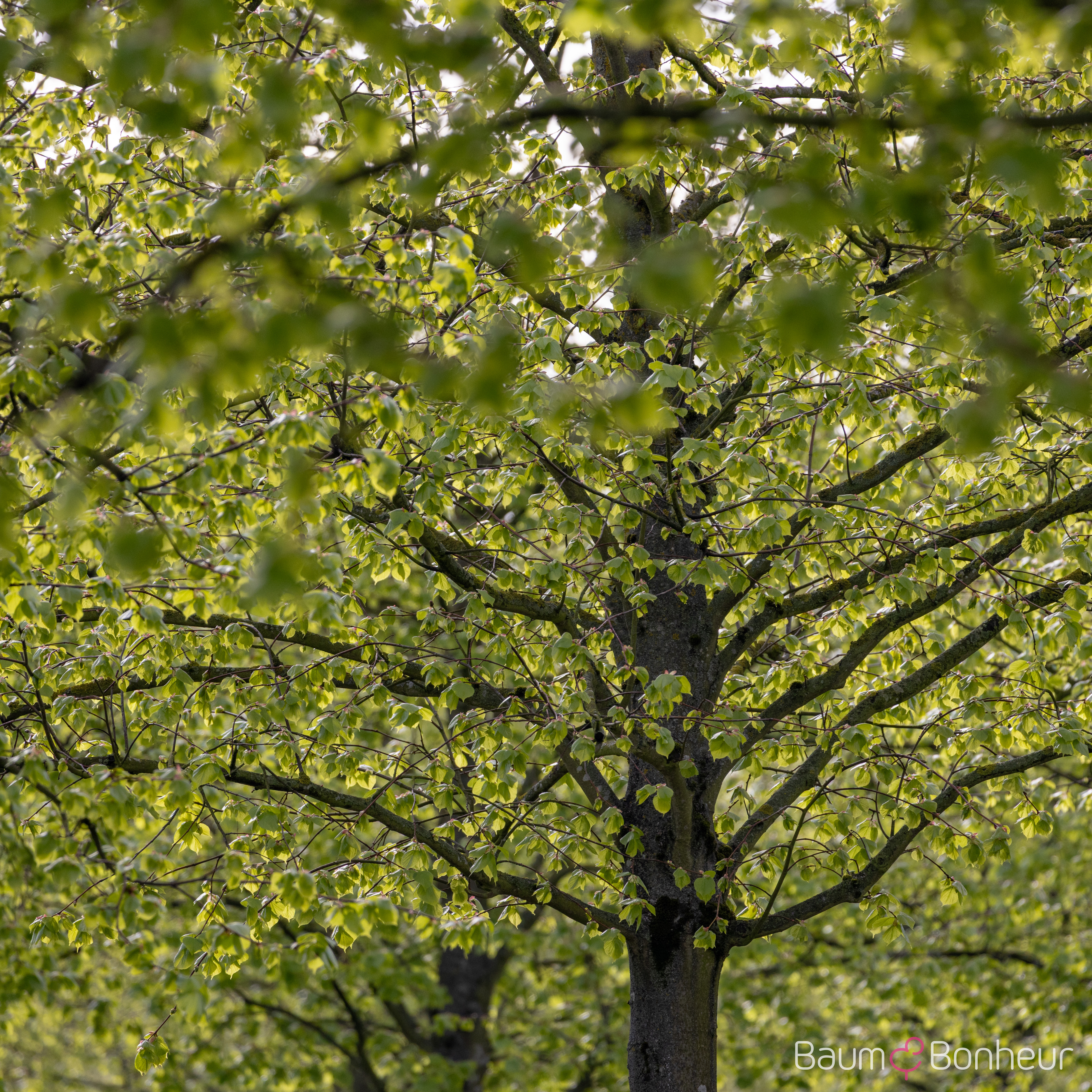 Tilia europaea 'Pallida Typ Lappen'