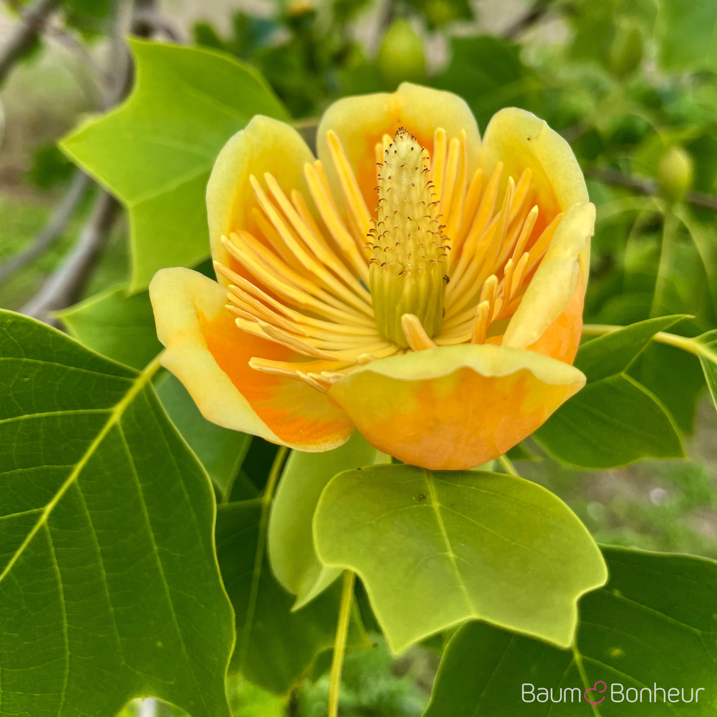 Liriodendron tulipifera