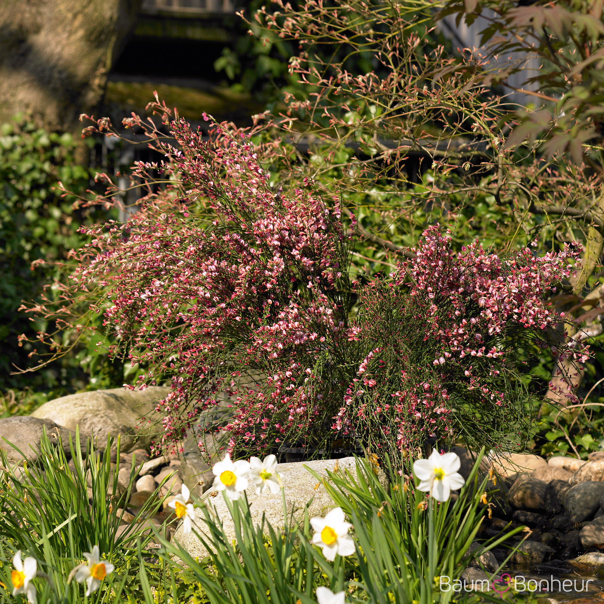 Cytisus praecox 'Hollandia'