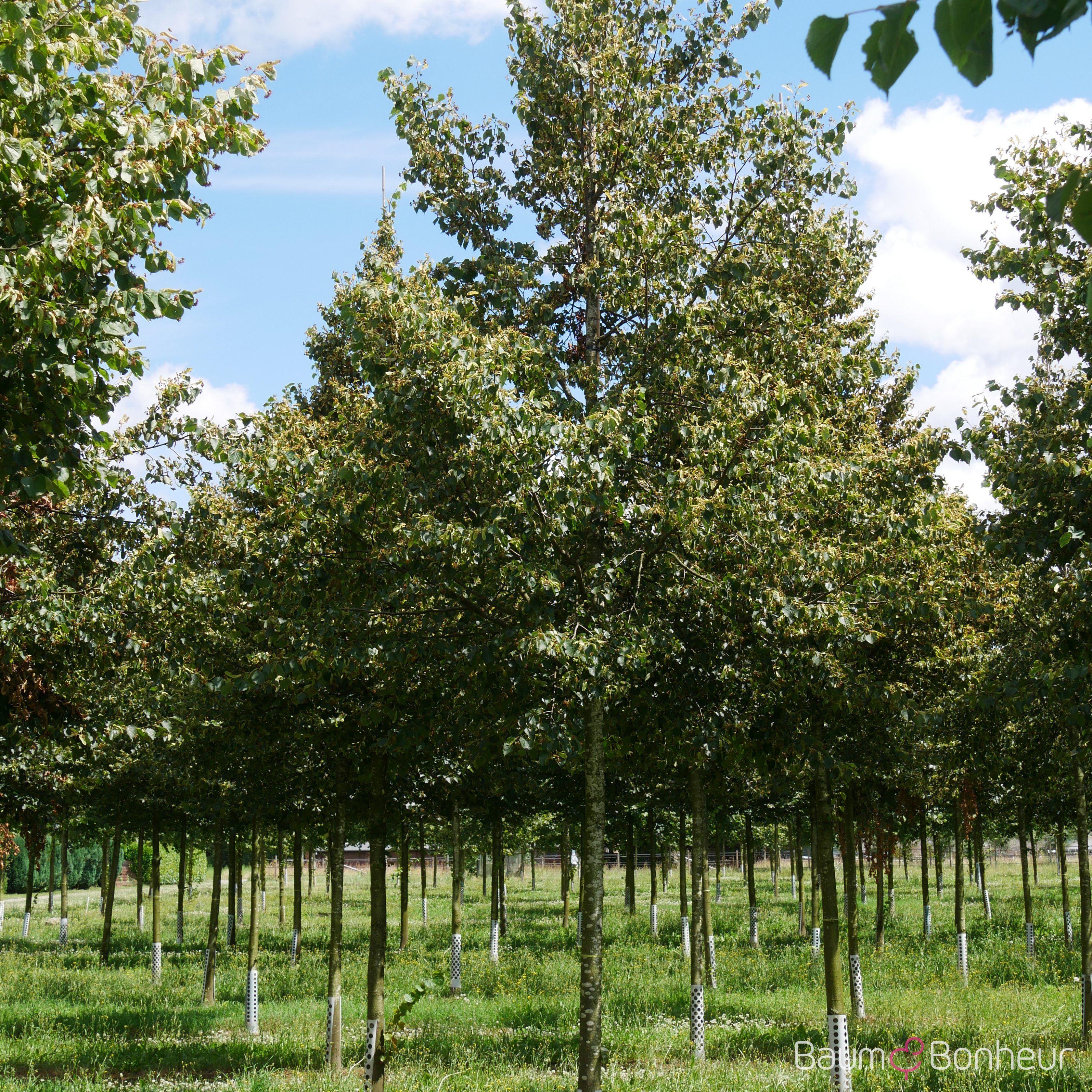 Tilia cordata 'Erecta'