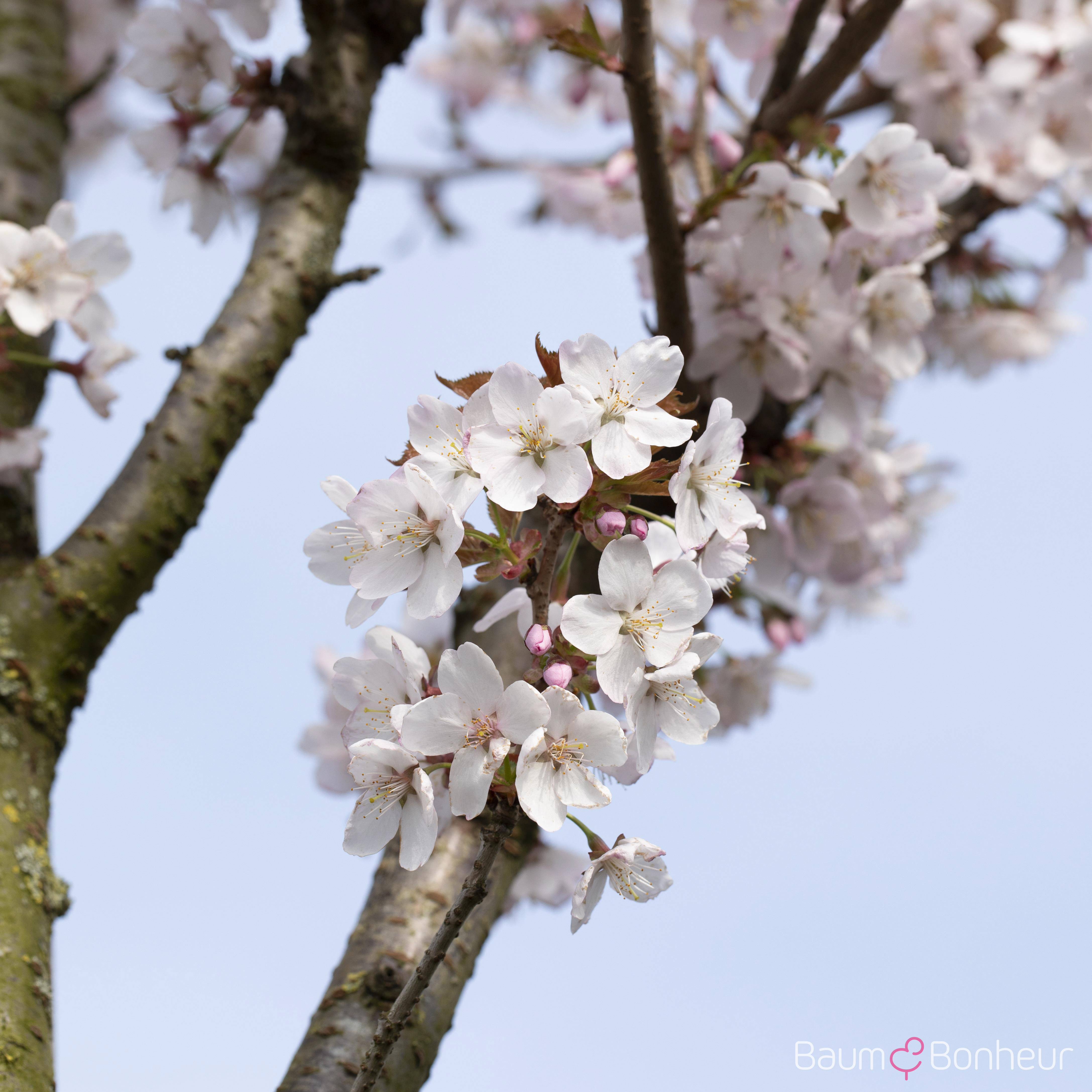 Prunus hillieri 'Spire'