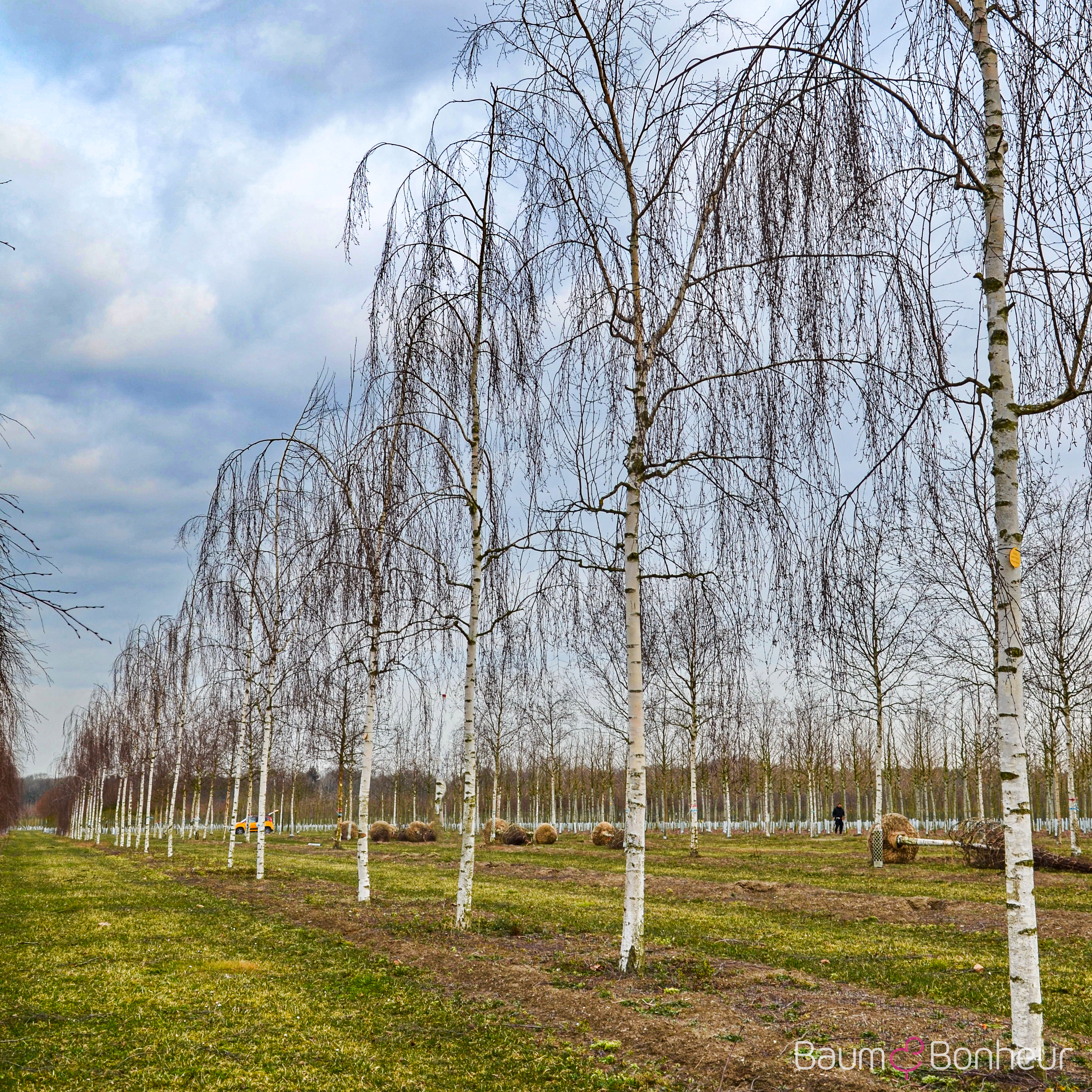 Betula pendula 'Tristis'