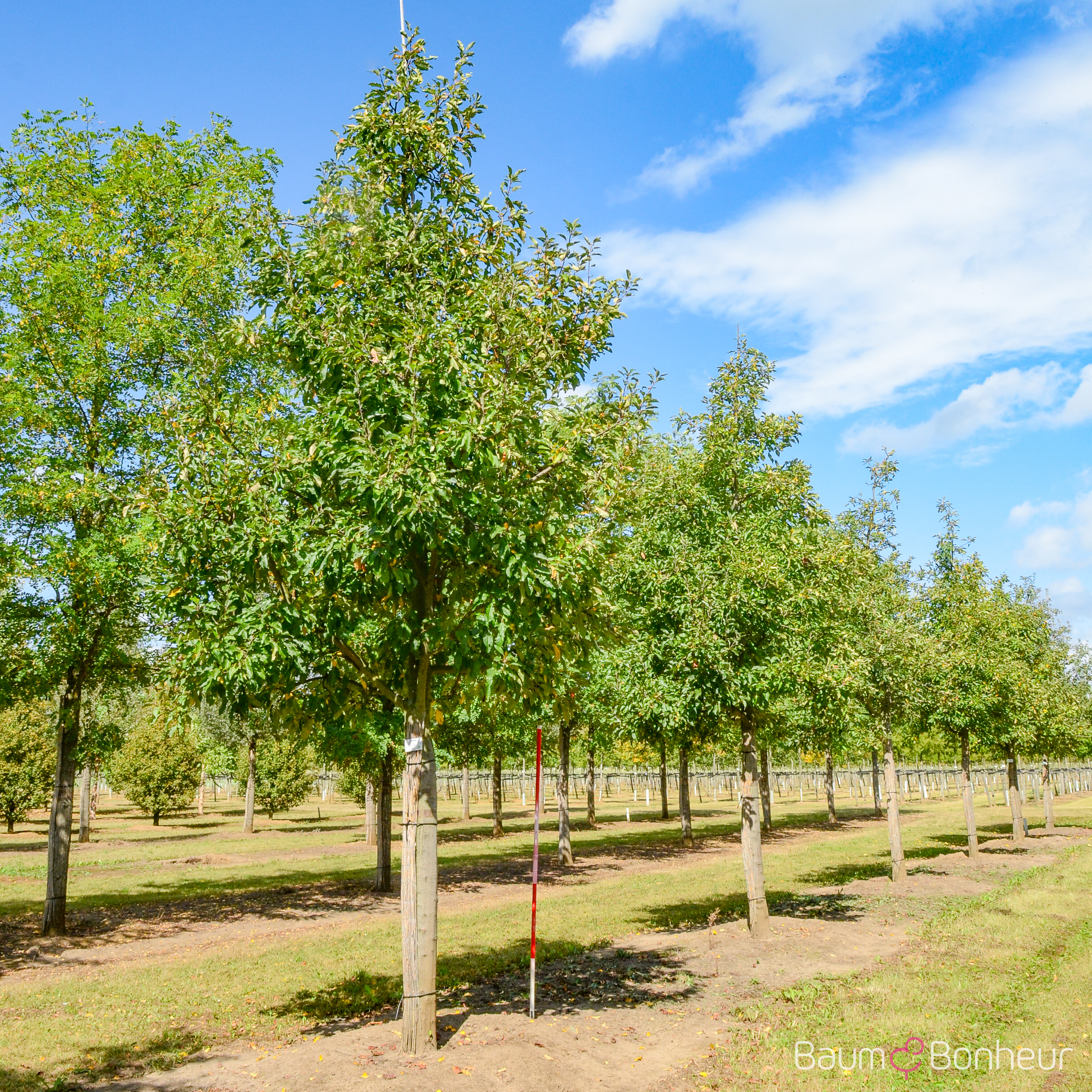 Malus 'Gloster 69'
