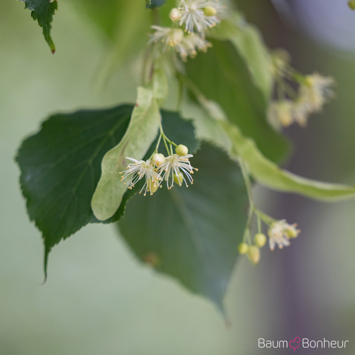 Tilia cordata 'Greenspire'