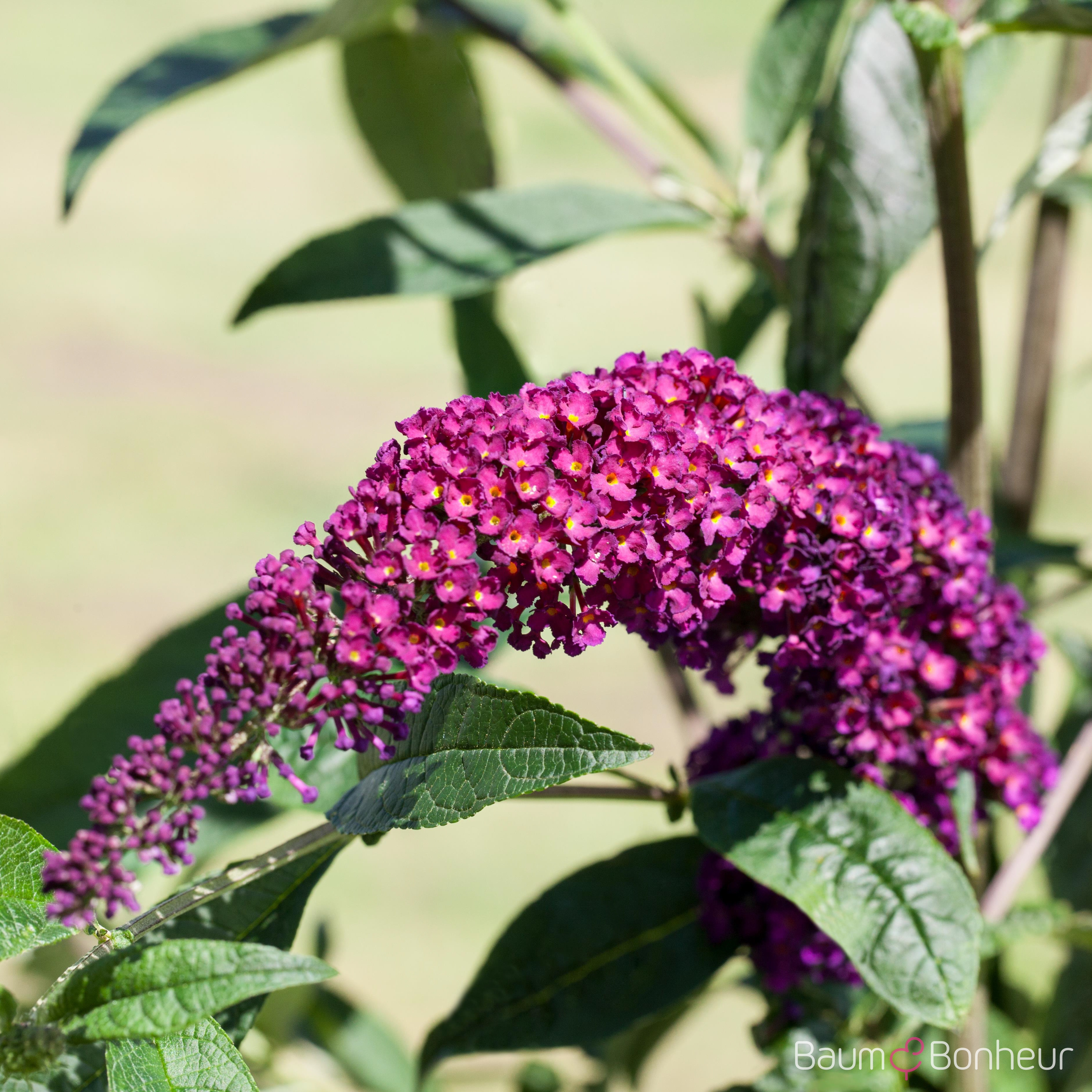 Buddleja davidii 'Royal Red'