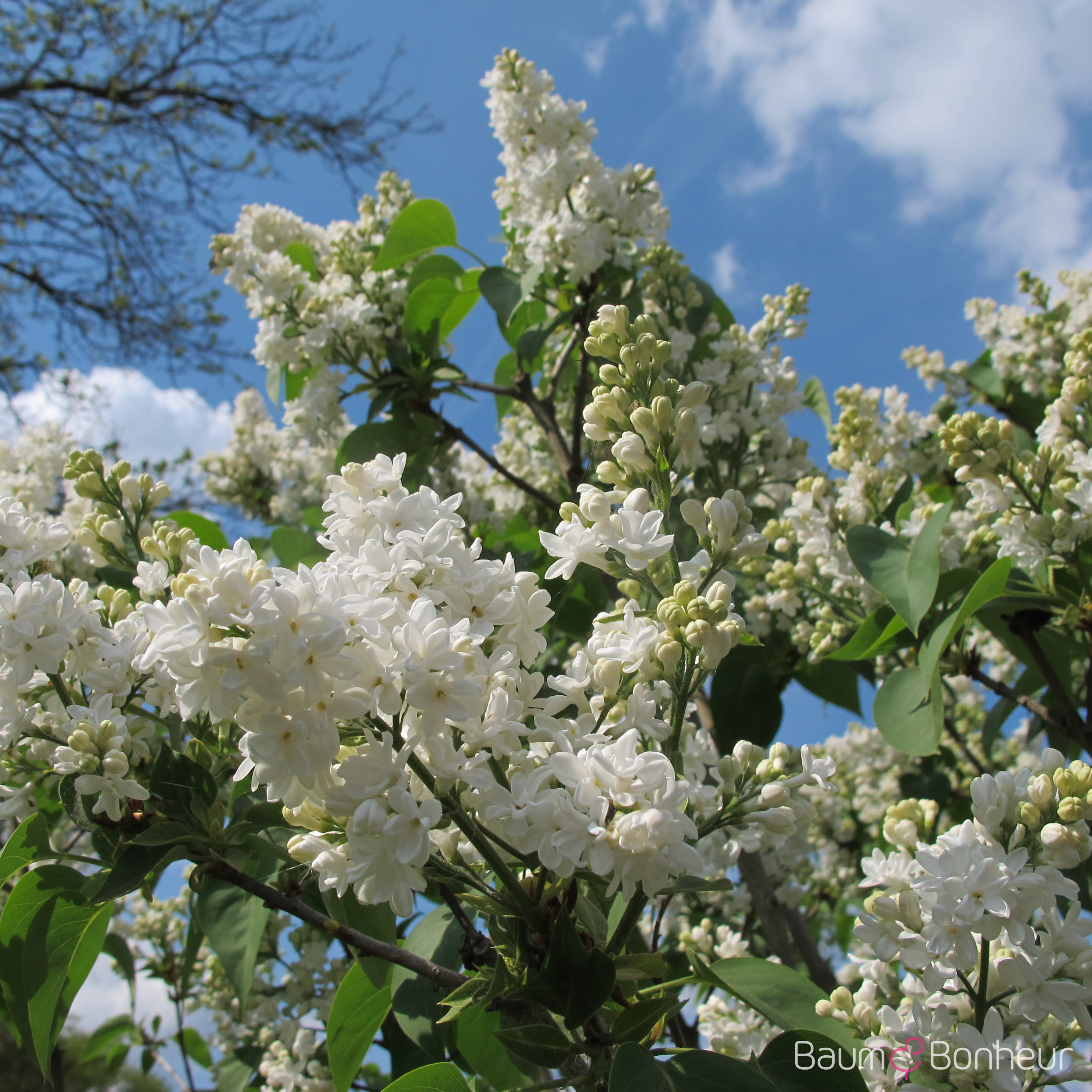 Syringa vulgaris 'Primrose'