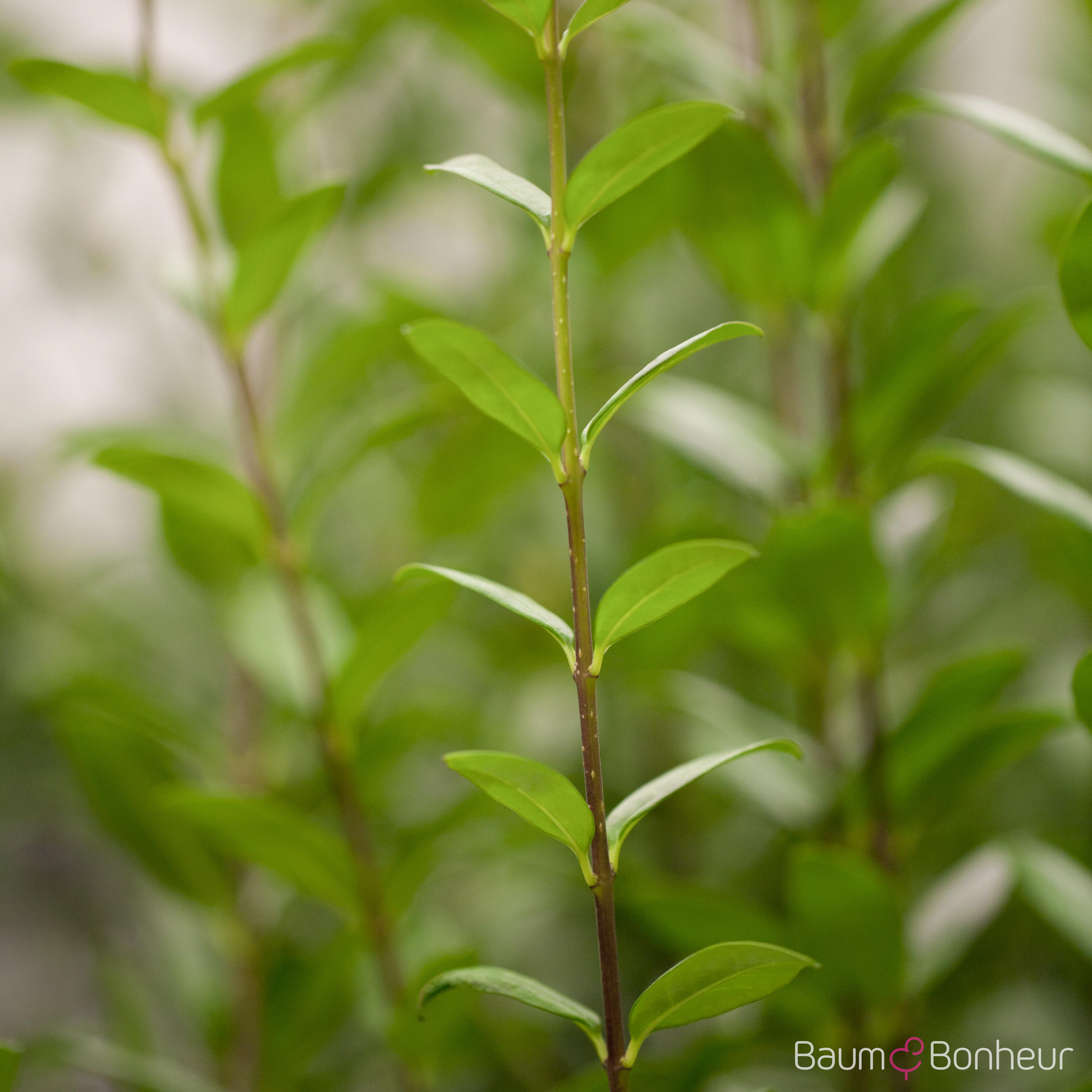 Ligustrum vulgare