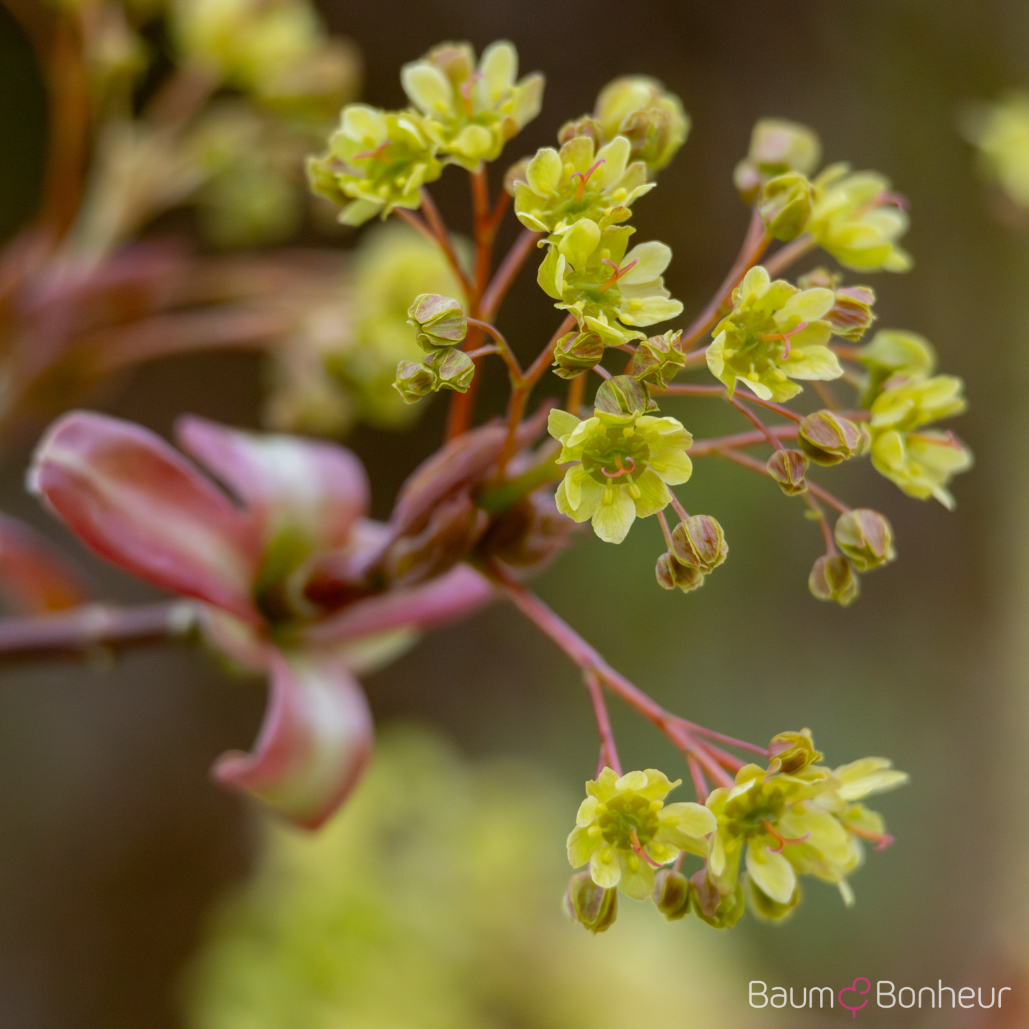 Acer platanoides 'Globosum'