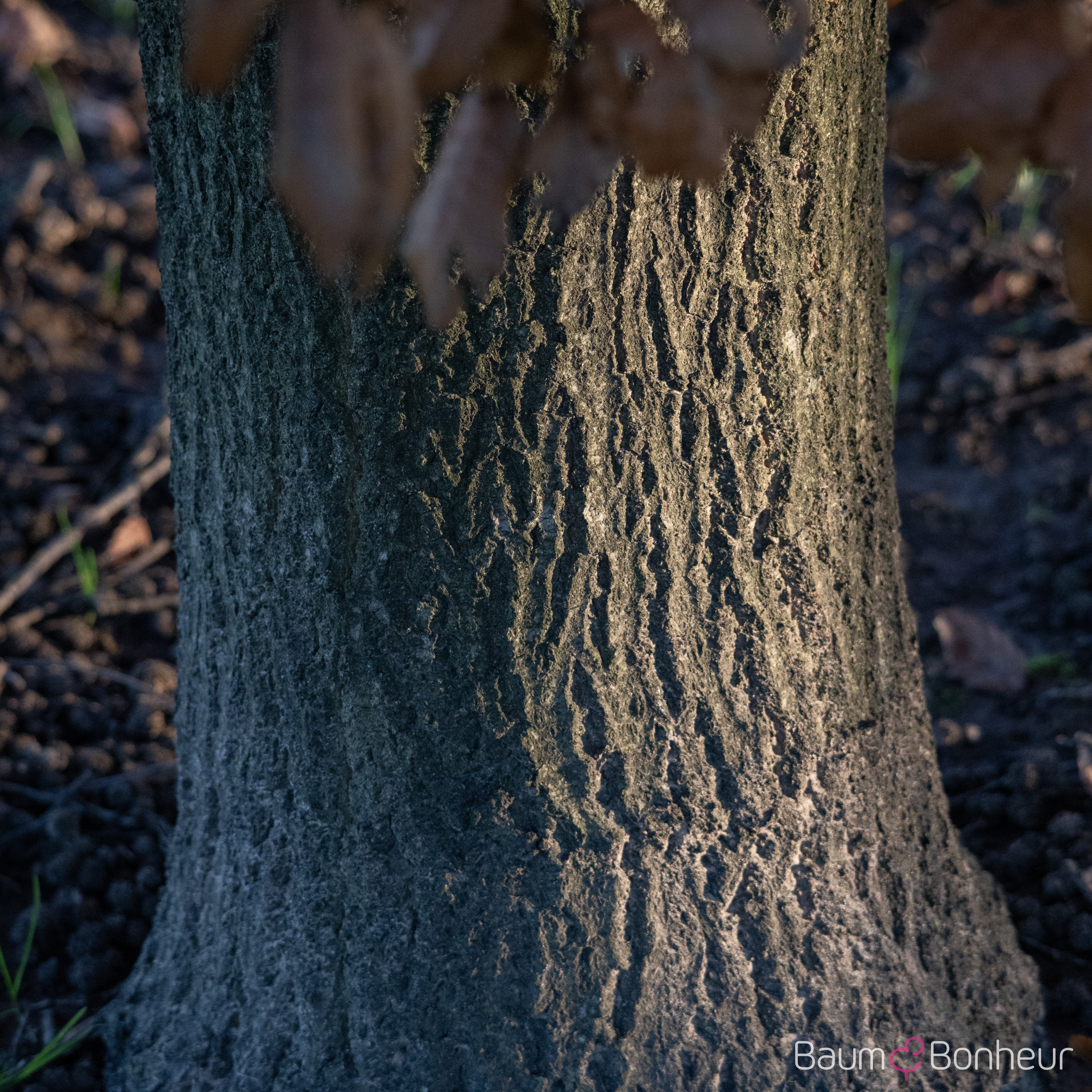 Quercus hispanica 'Wageningen'
