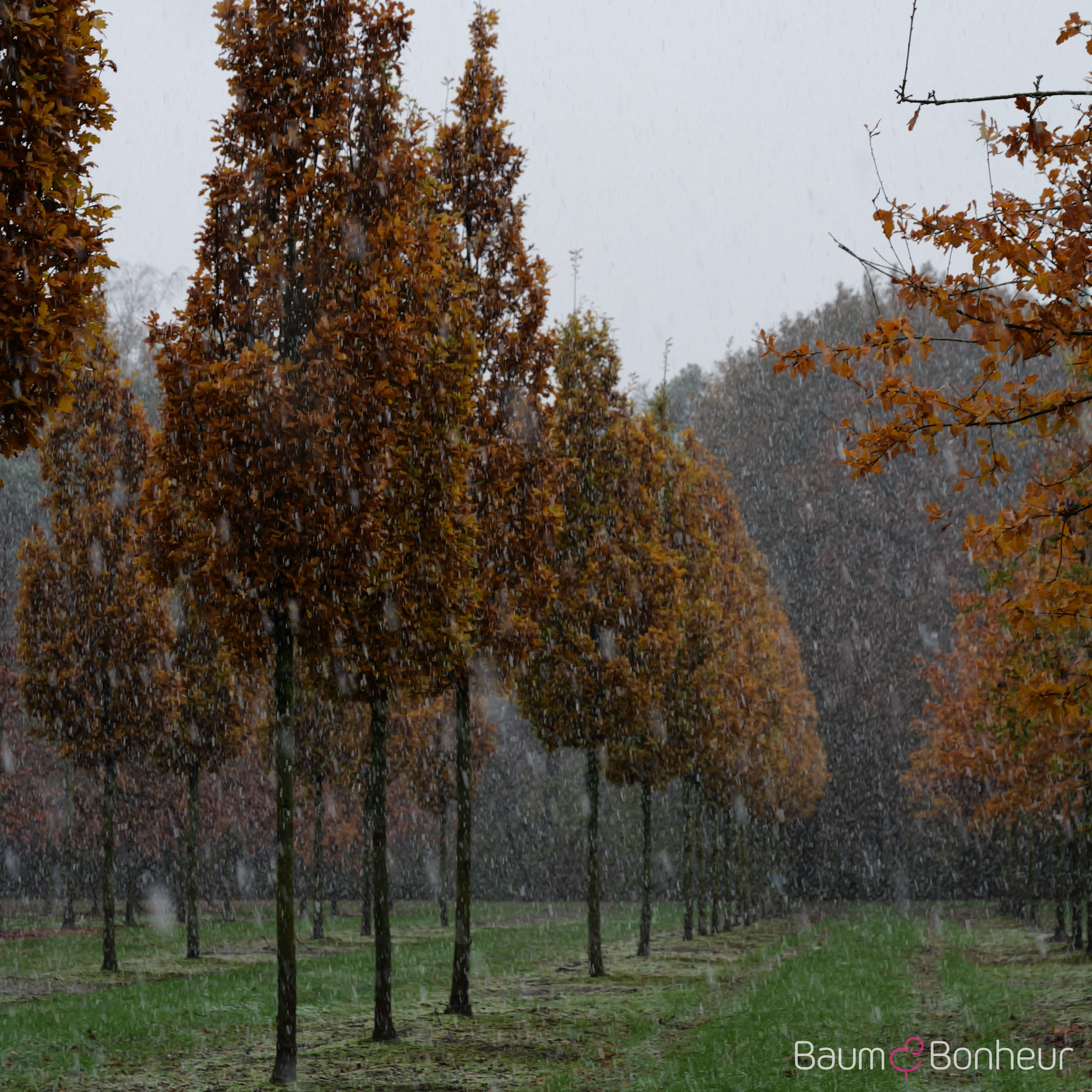 Quercus robur 'Fastigiata Koster'
