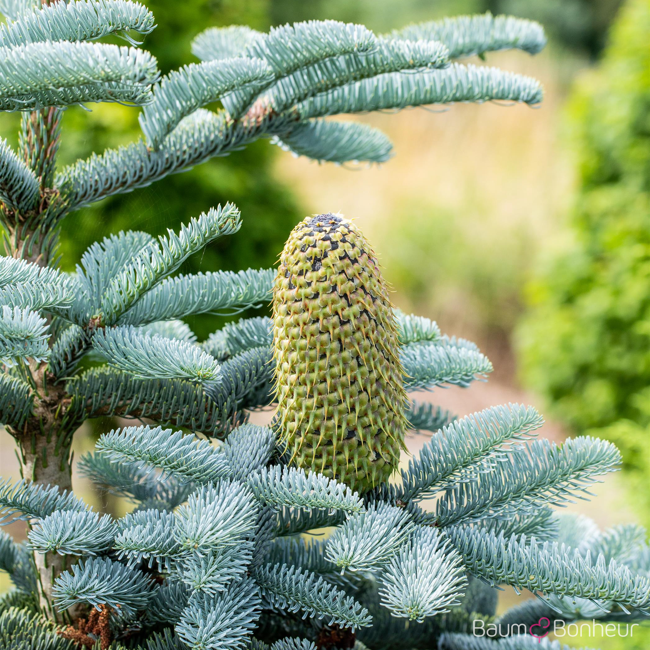 Abies procera 'Glauca'