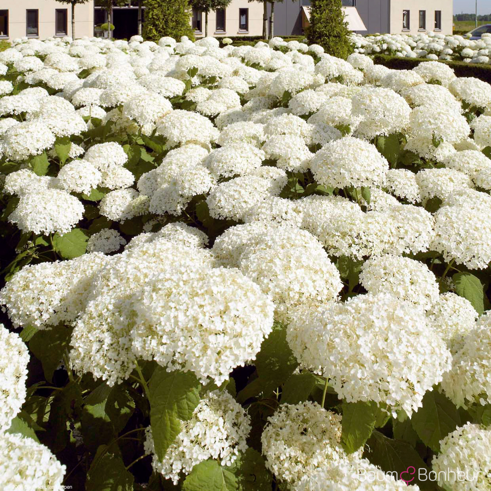 Hydrangea arborescens 'Annabelle'
