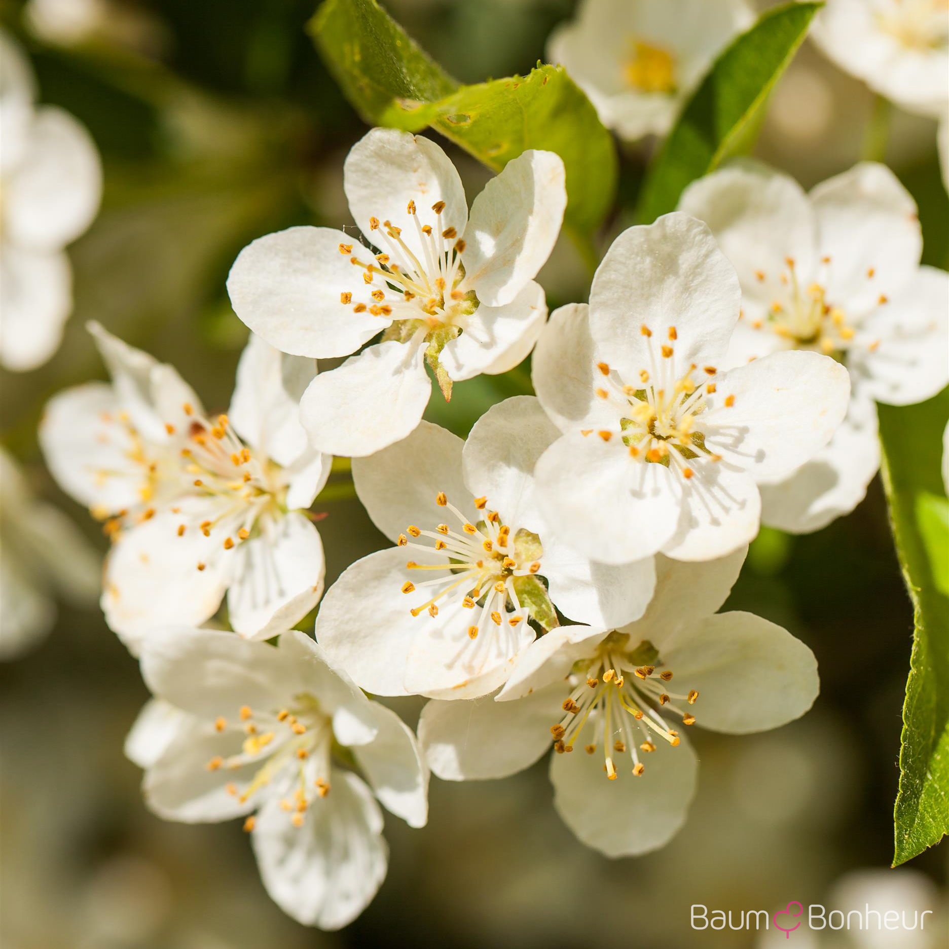 Malus toringo sargentii (Veredlung)