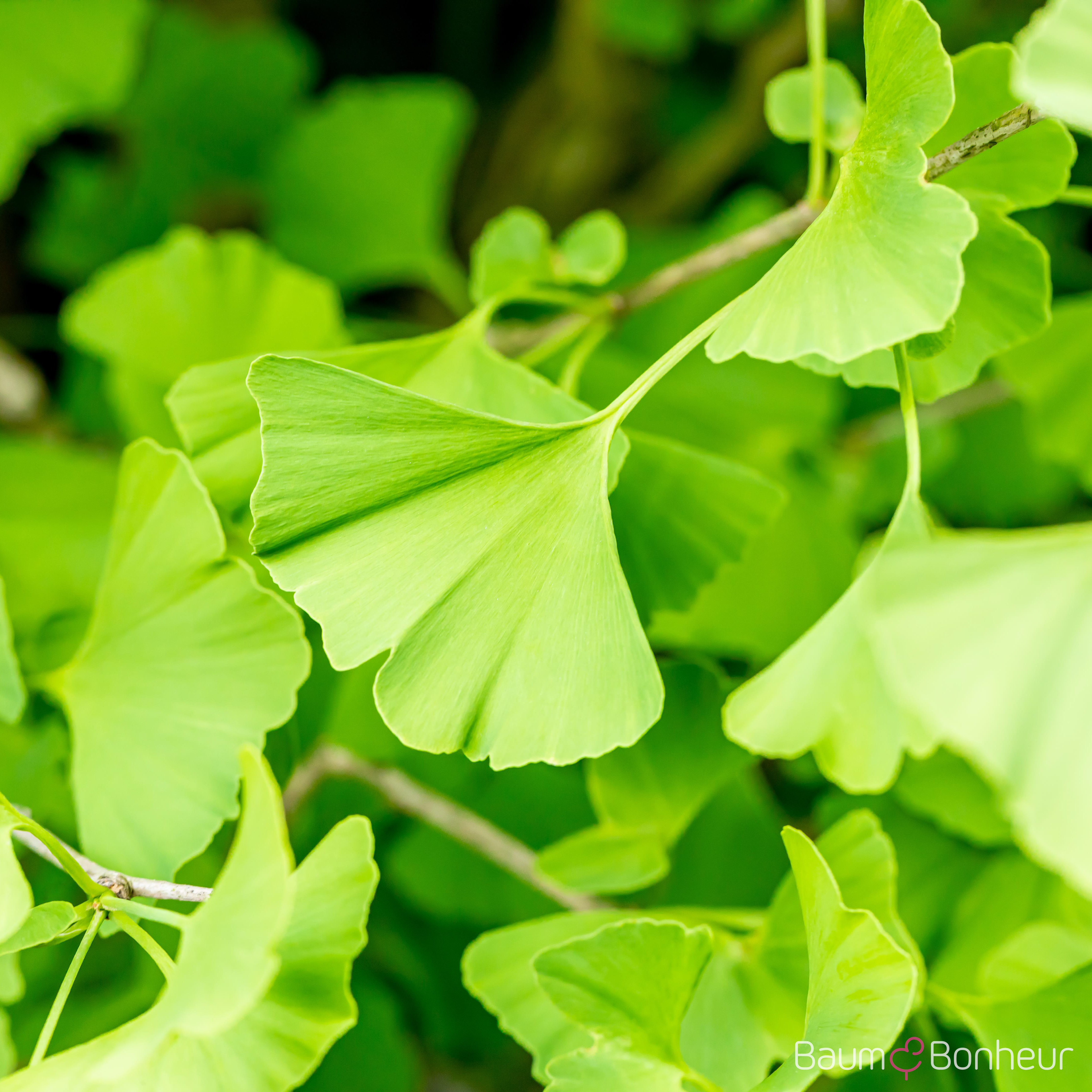 Ginkgo biloba 'Fastigiata'