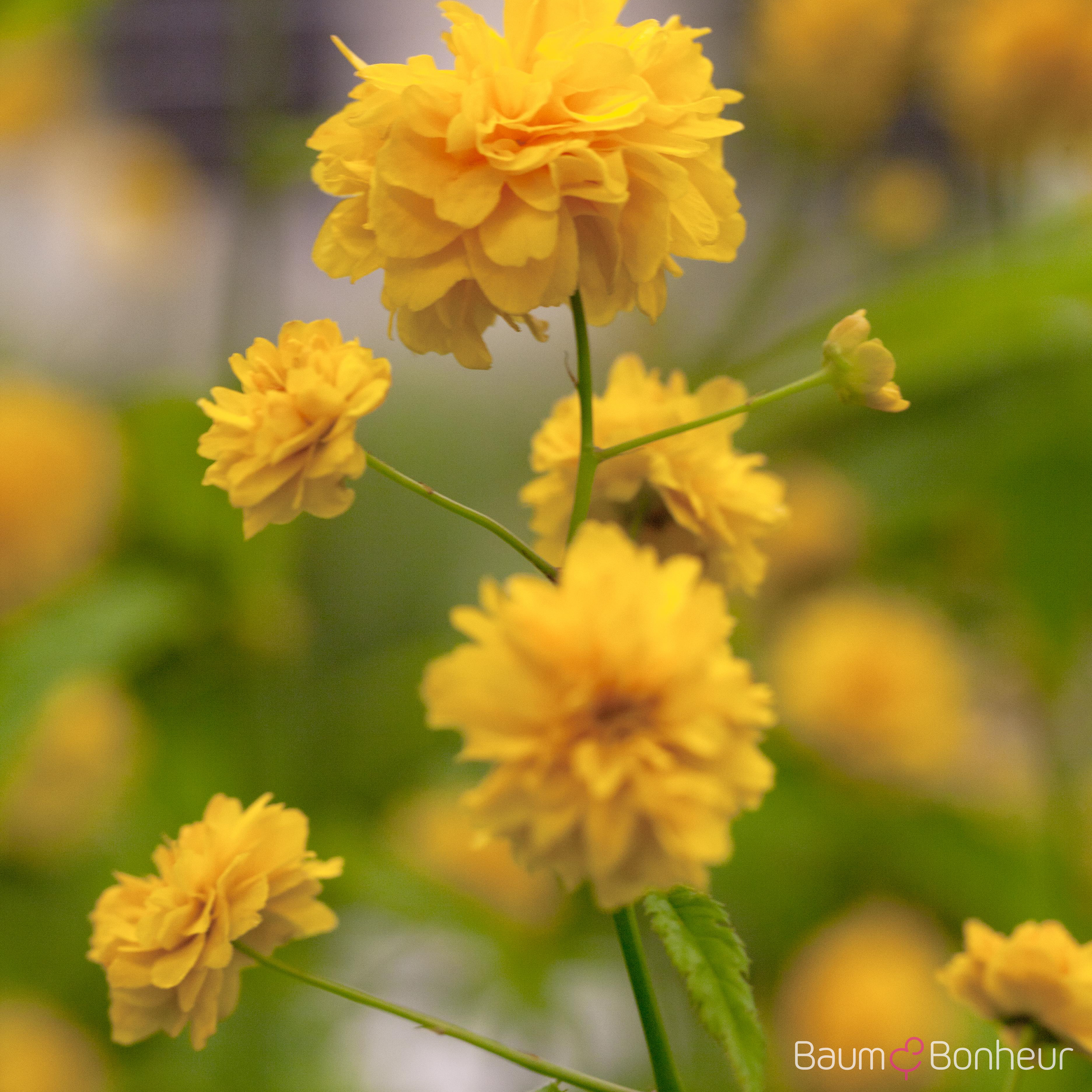 Kerria japonica 'Pleniflora'